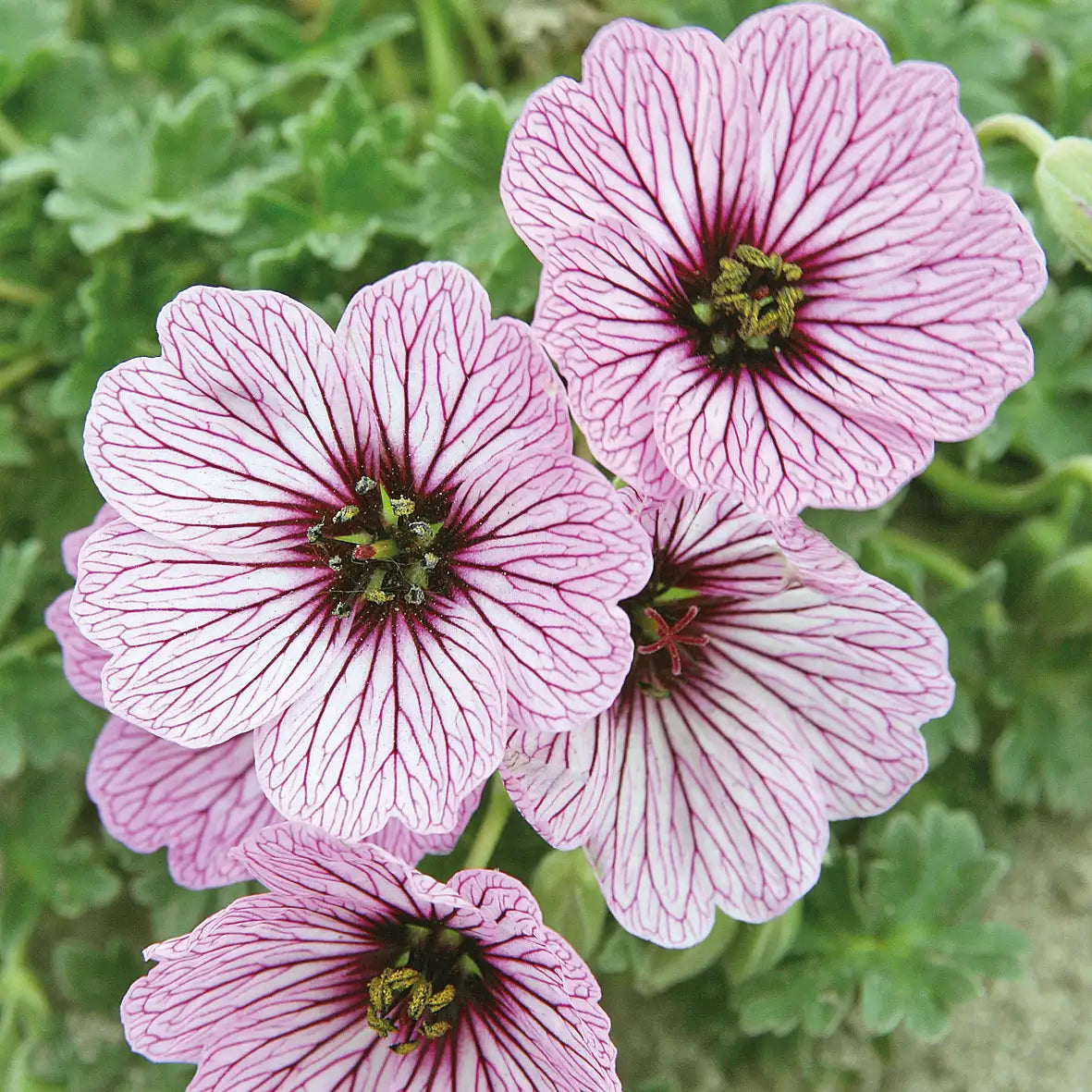 Pink and white striped geranium flowers, also known as Cranesbill, with dark purple centers, growing among green leaves.
