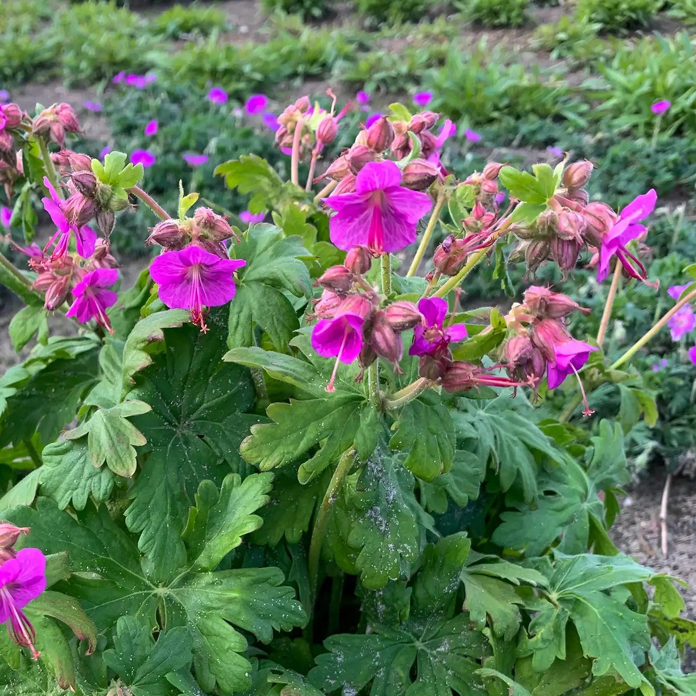 Dark Pink Perennial Geranium in a garden.