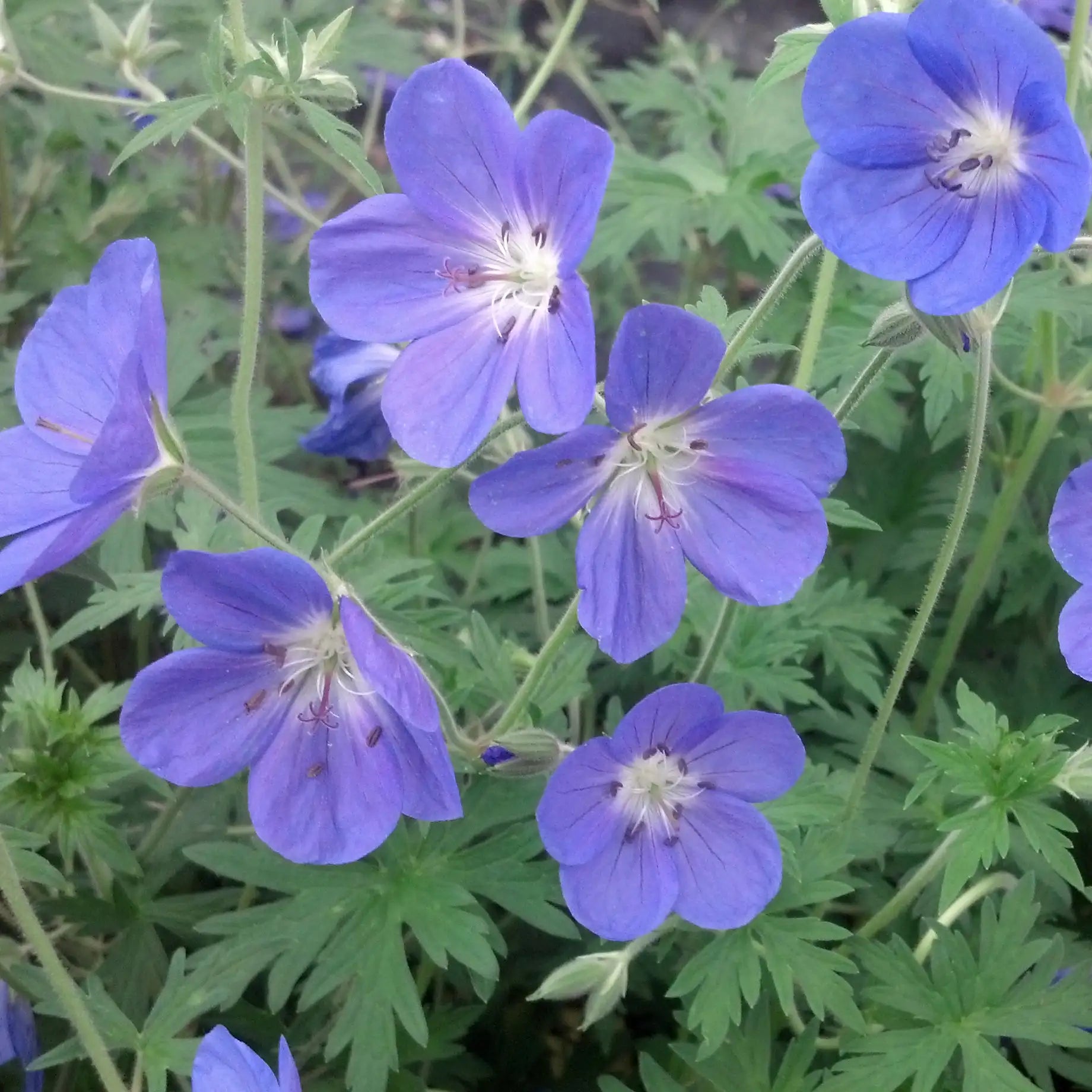 Close-up of Light Blue Perennial Geranium in a garden.