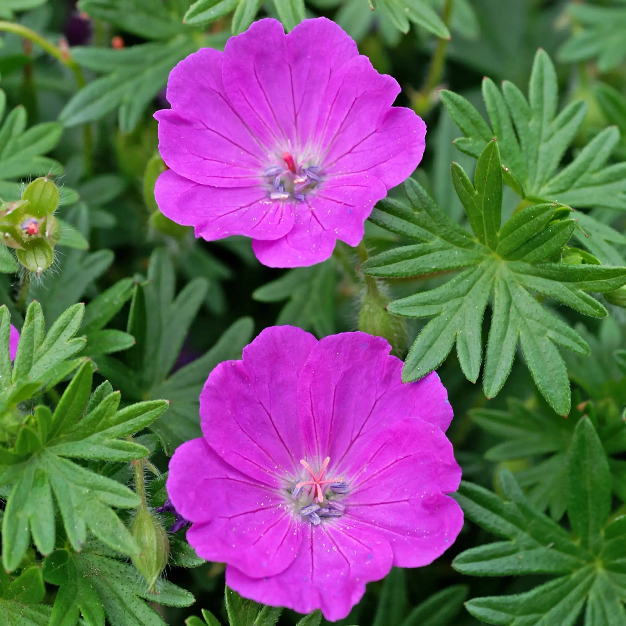 Close-up of Dark Pink Perennial Geranium