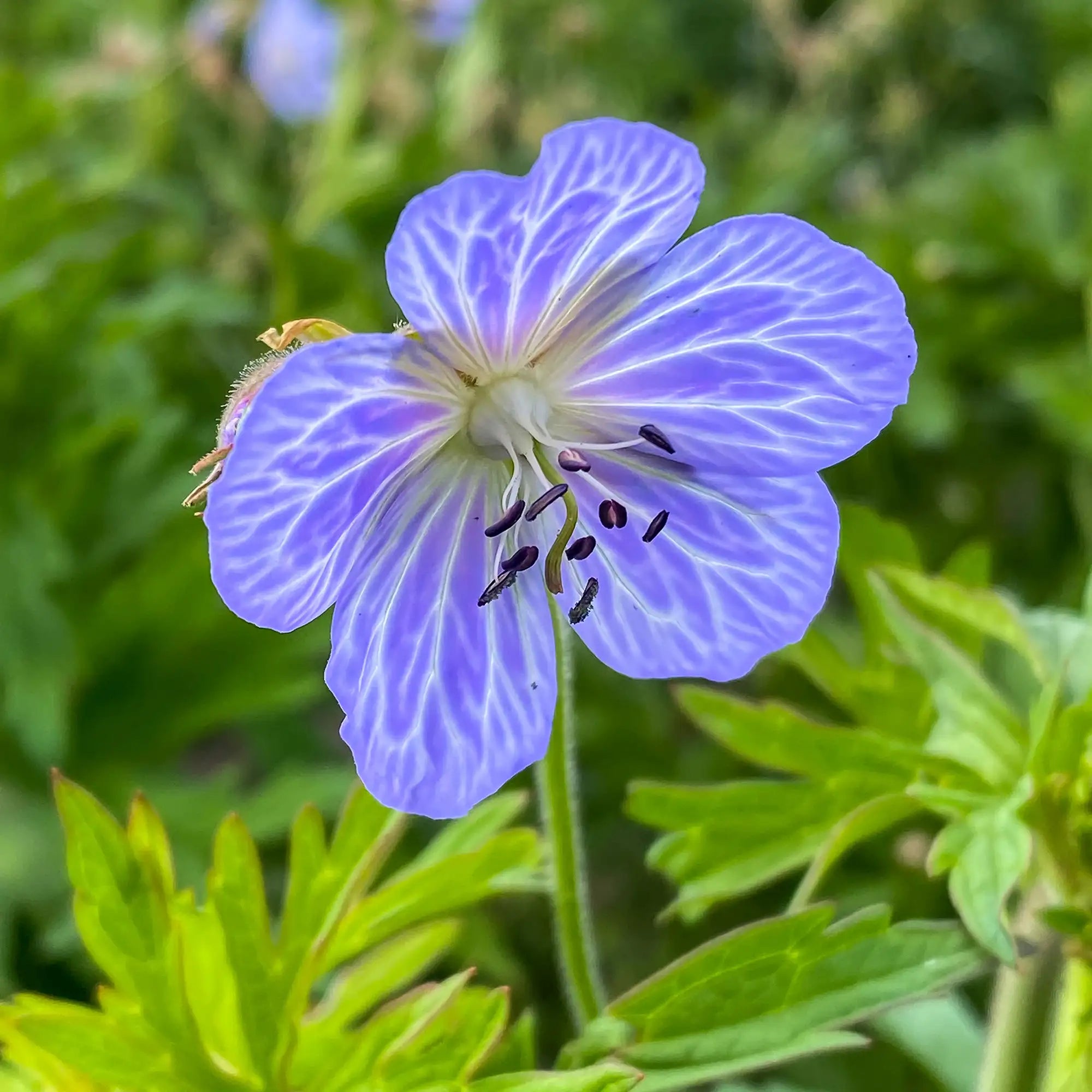Close-up of Light Blue Perennial Geranium with White Veining on flowers.