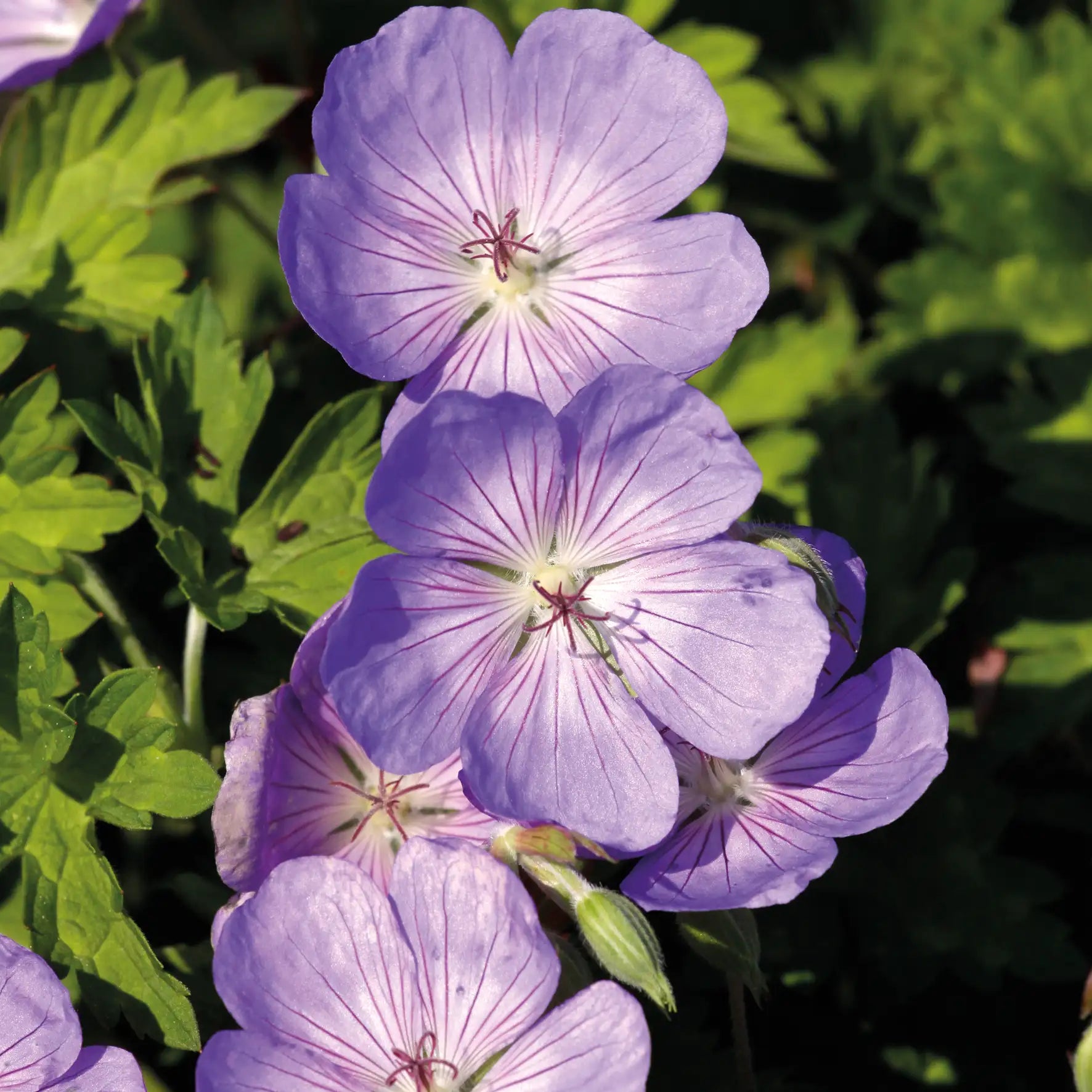 Close-up of light purple geranium flowers, also known as Cranesbill, with white centers and pinkish-purple veins, surrounded by green leaves in a garden setting.