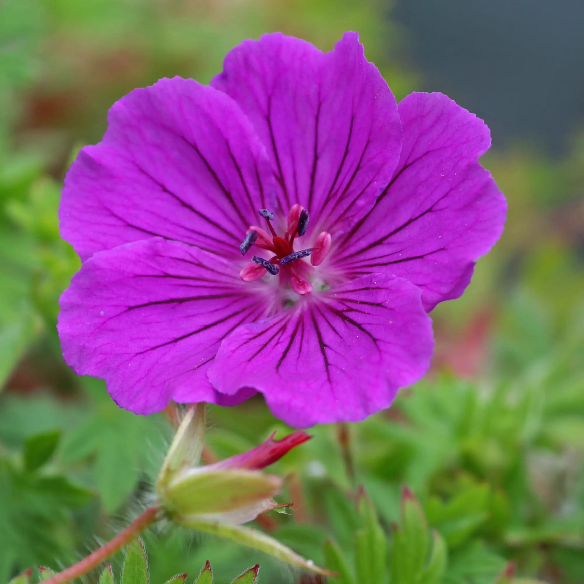 Close-up of Pink Perennial Geranium with dark veining on flowers.