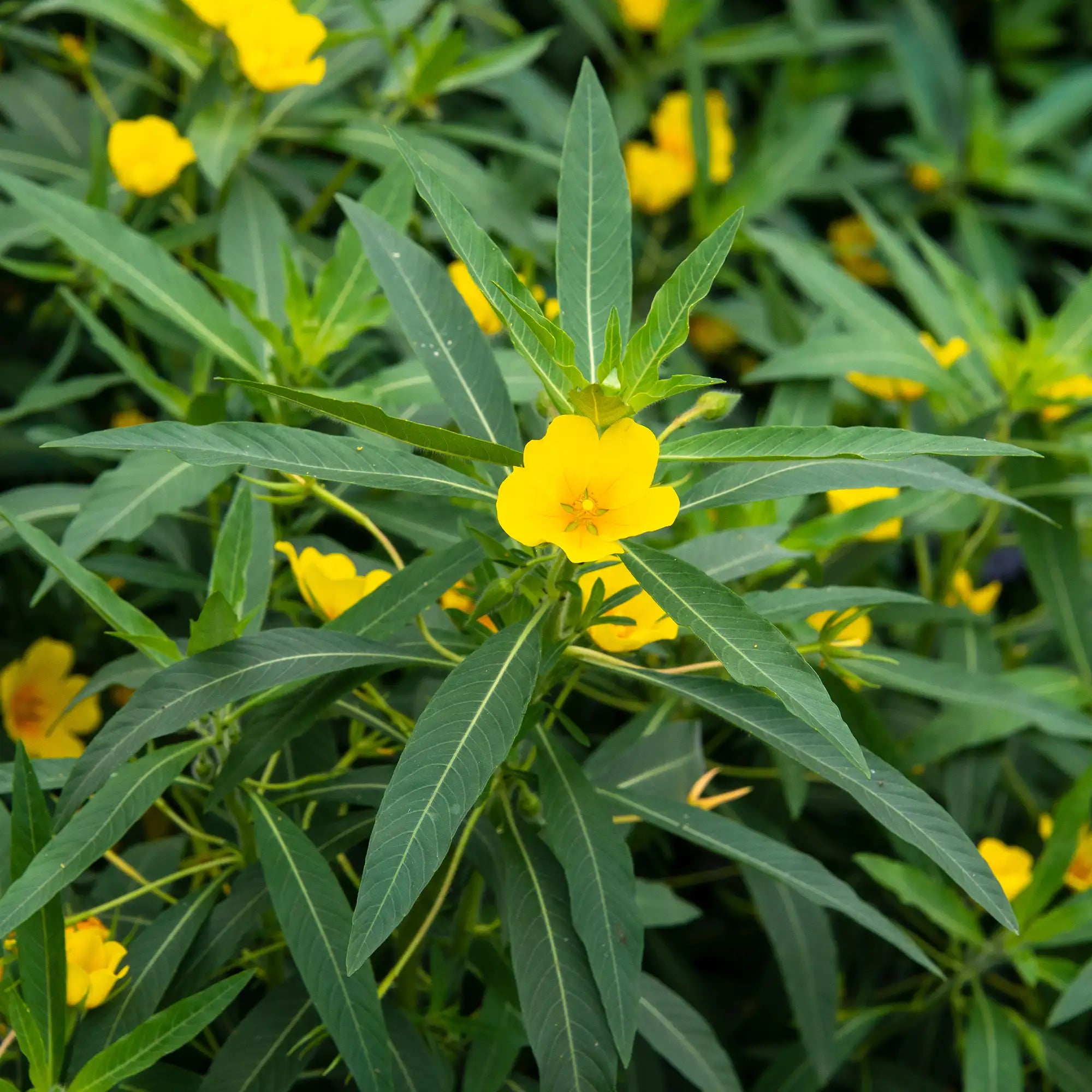 Yellow flowers of the Creeping Water Primrose, Jussieua grandiflora