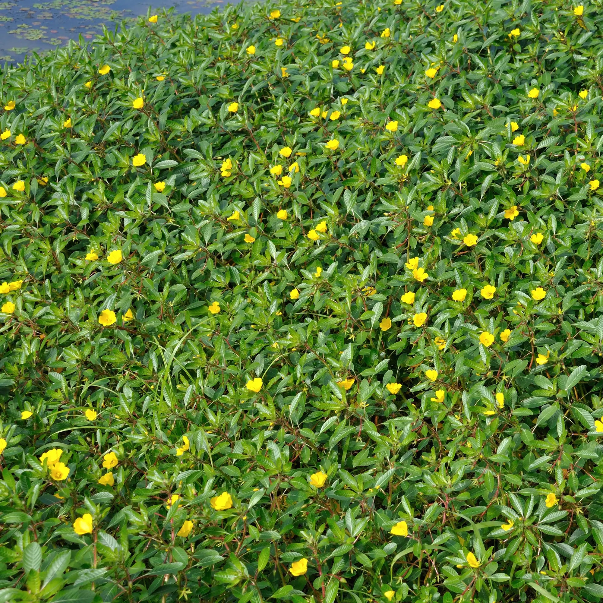 Creeping Water Primrose patch by a pond with yellow flowers