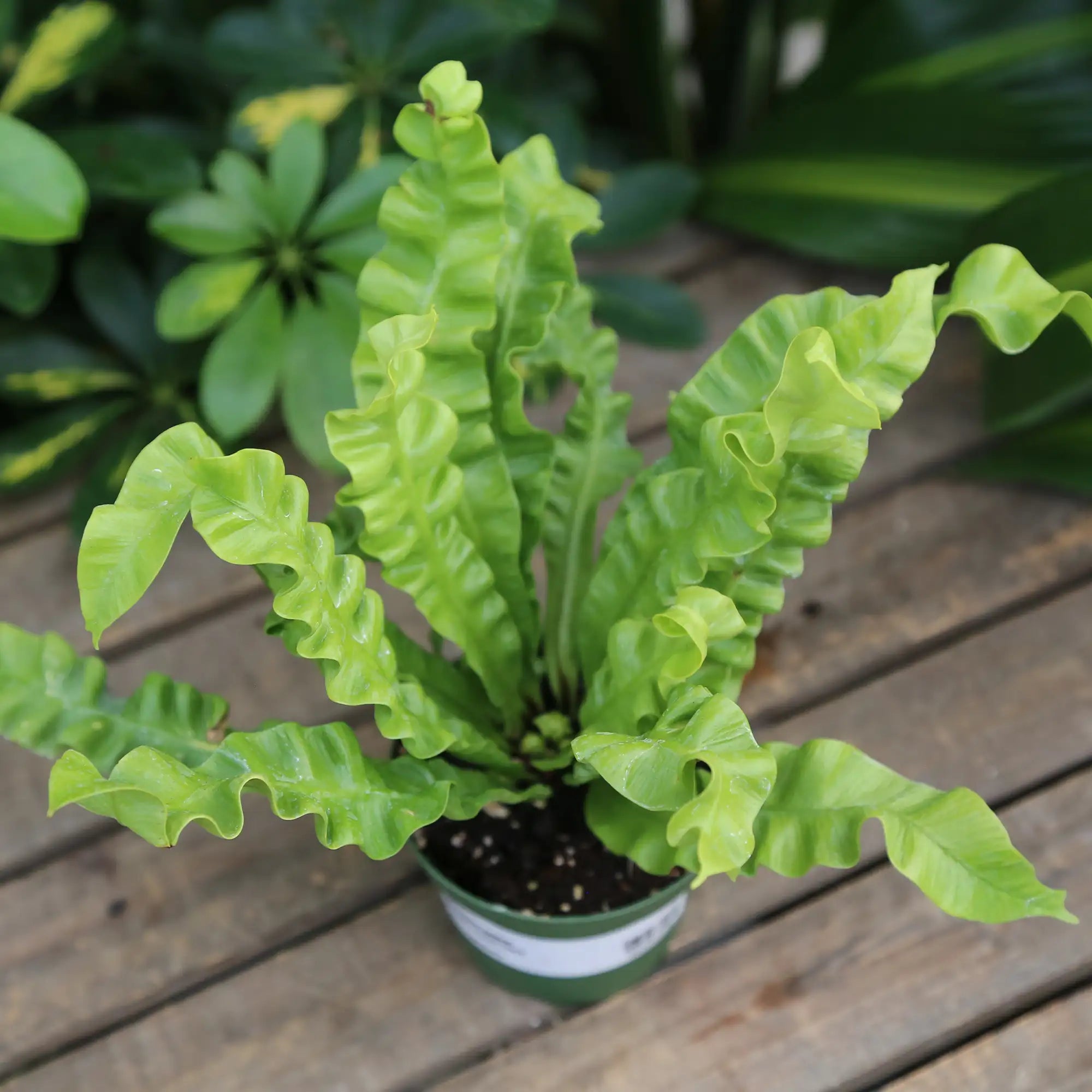 Fern 'Crispy Wave'