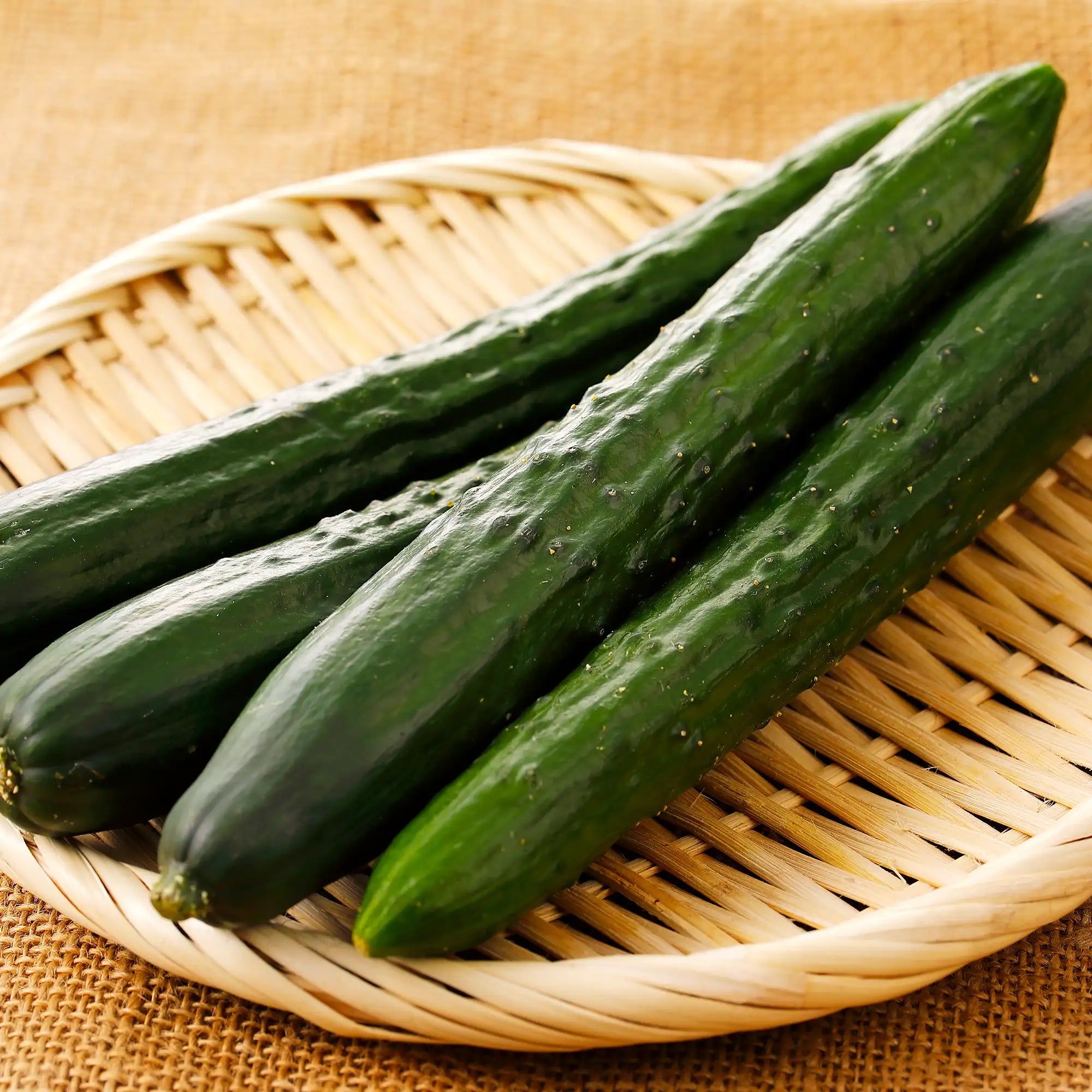 Cucumber 'Progress Hybrid'