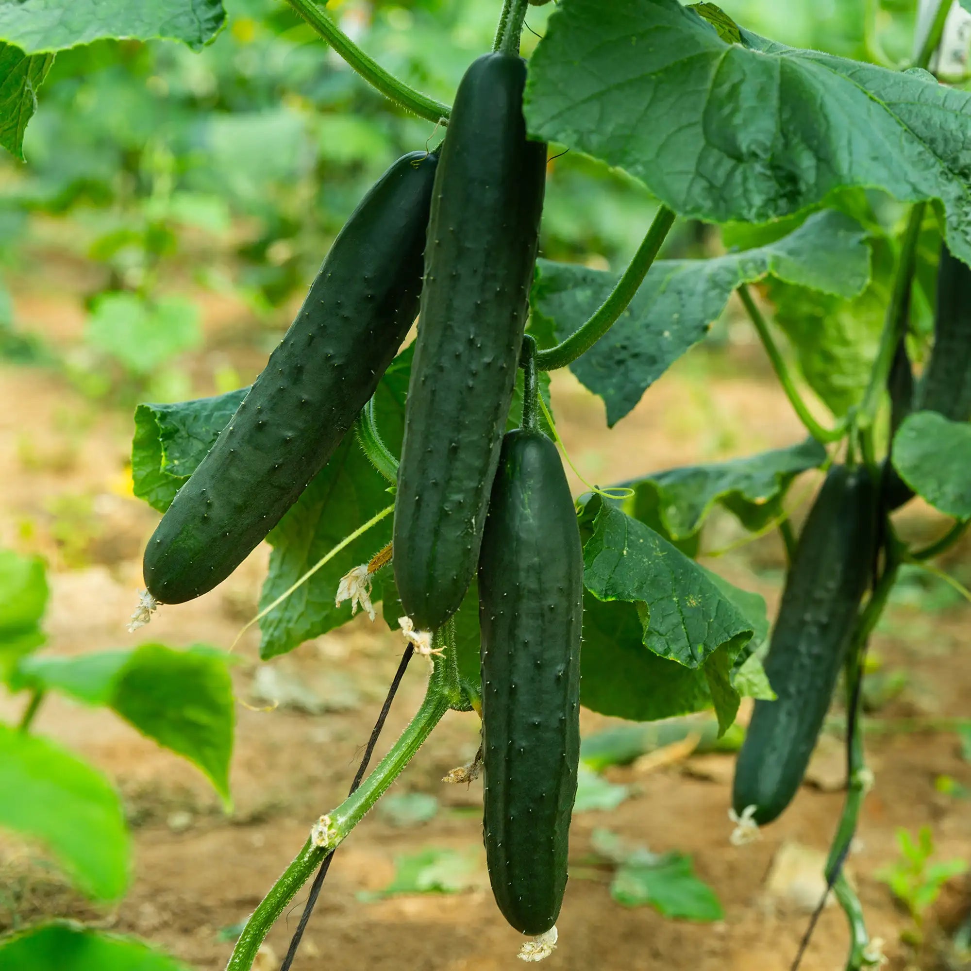 Cucumber 'Sweet Success F1'