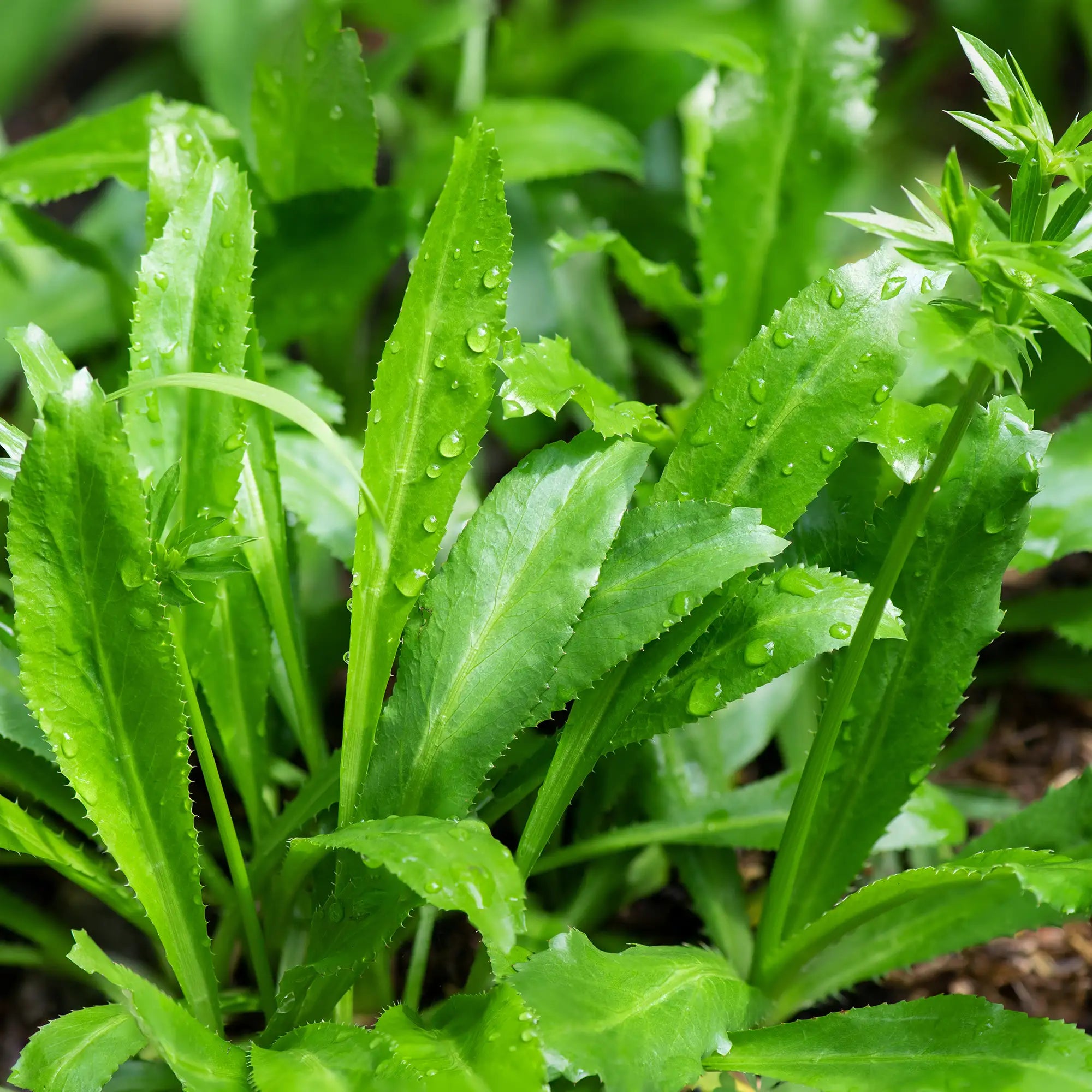 Close-up of green culantro leaves with water droplets in a natural setting
