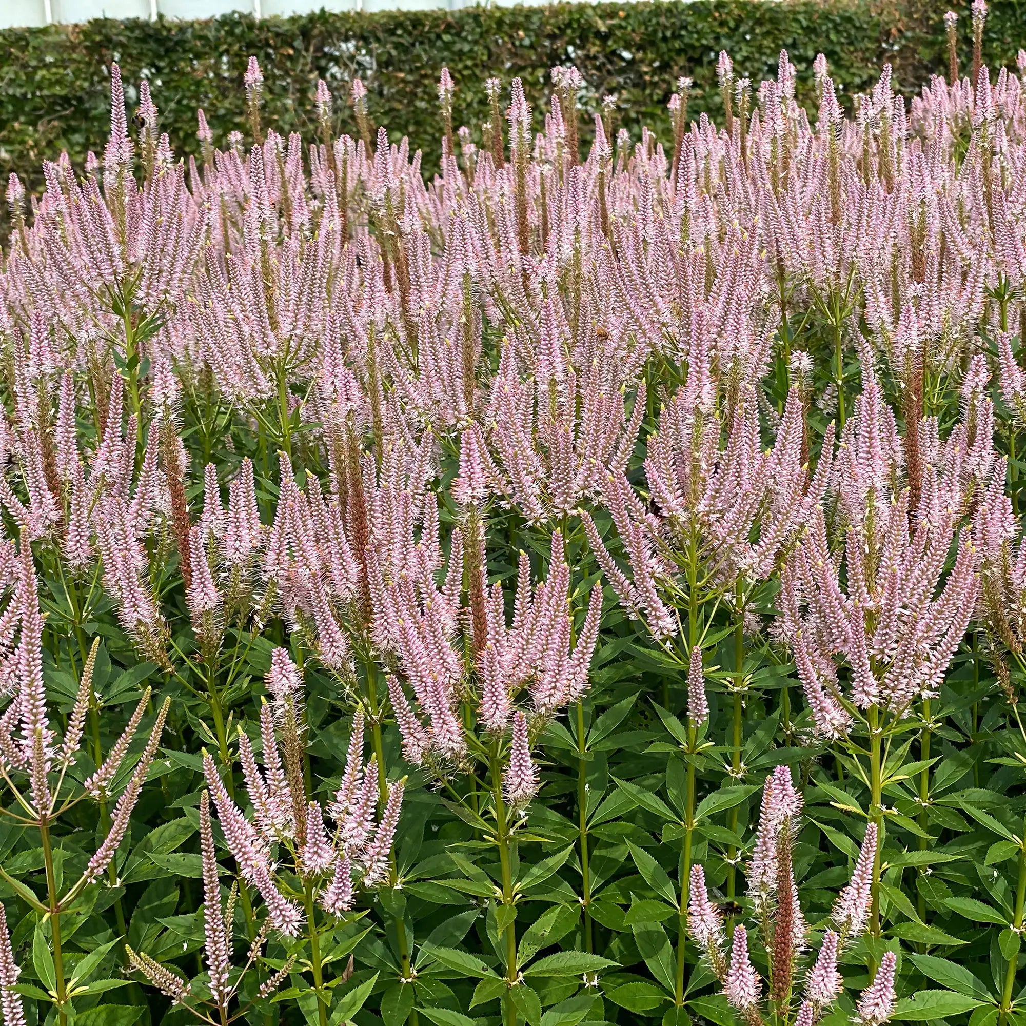 Light Pink Culver's Root in a garden.