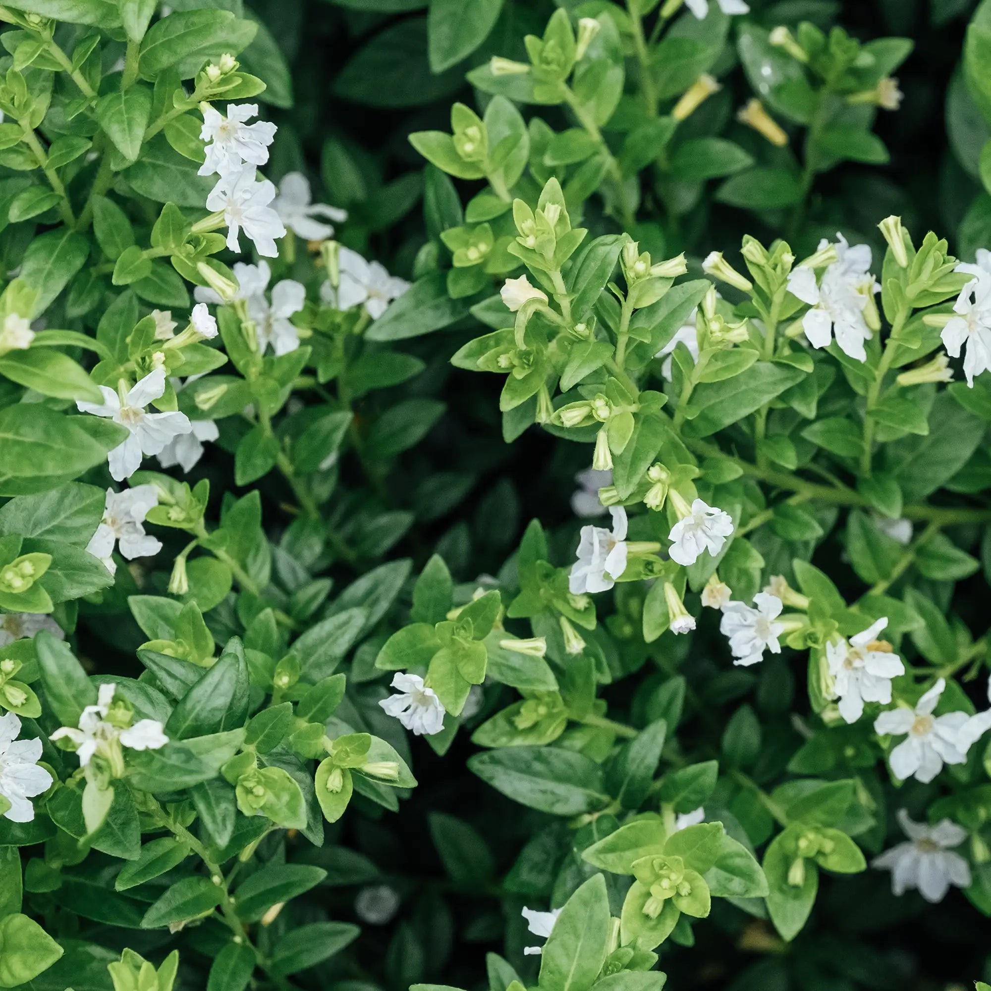 Cuphea 'Cupid™ White'