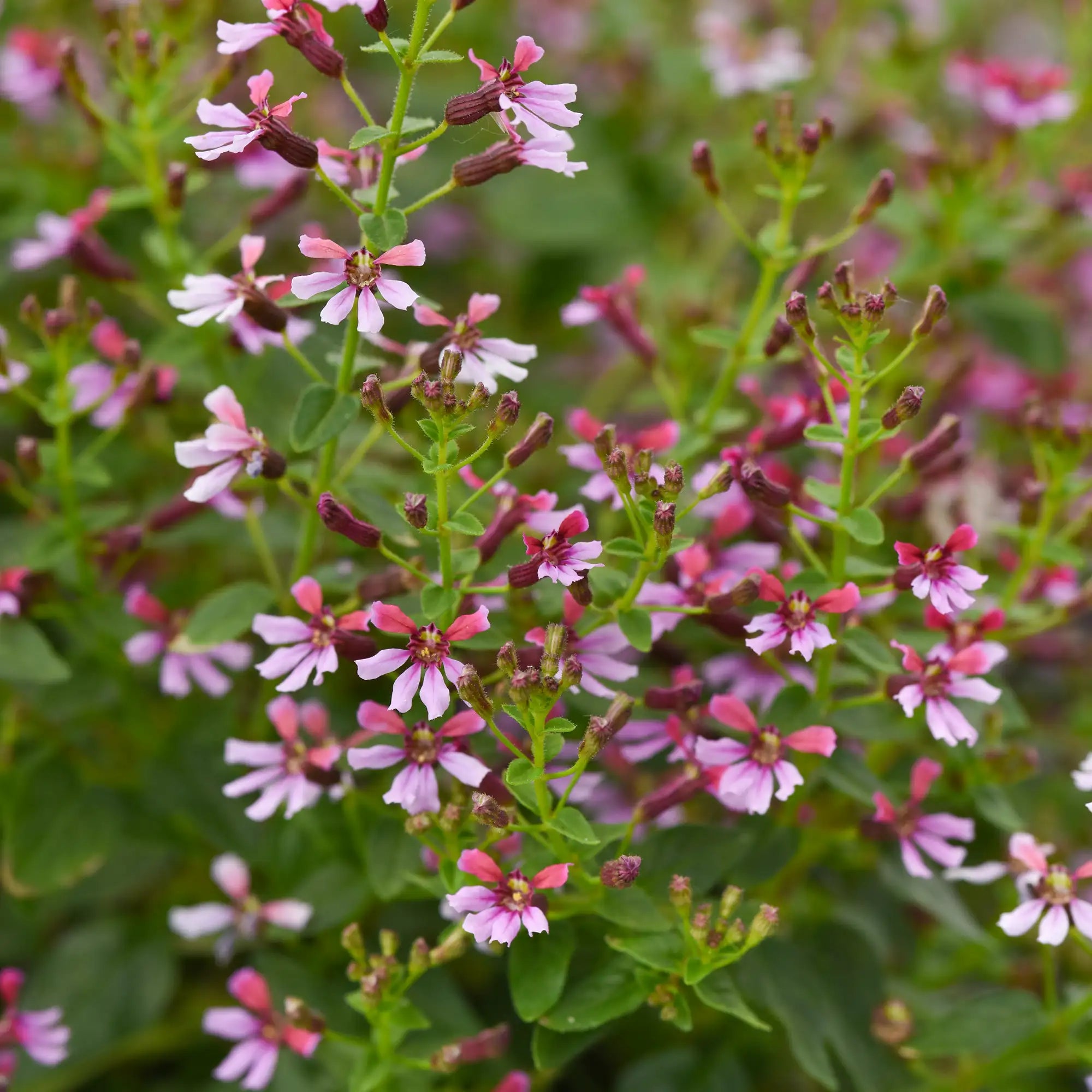 Cuphea 'Pink Shimmer'