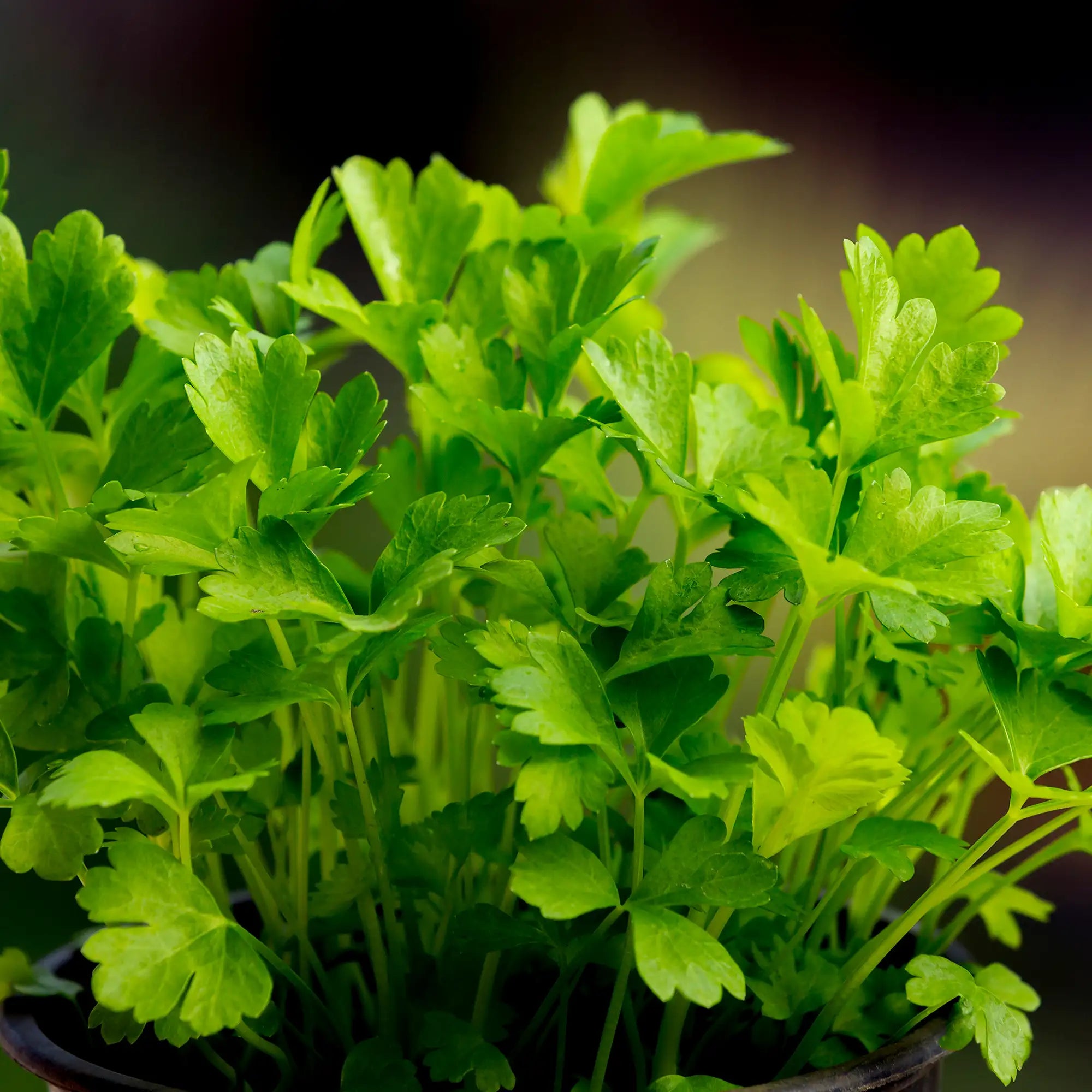Close-up of a potted parsley plant with a blurred background