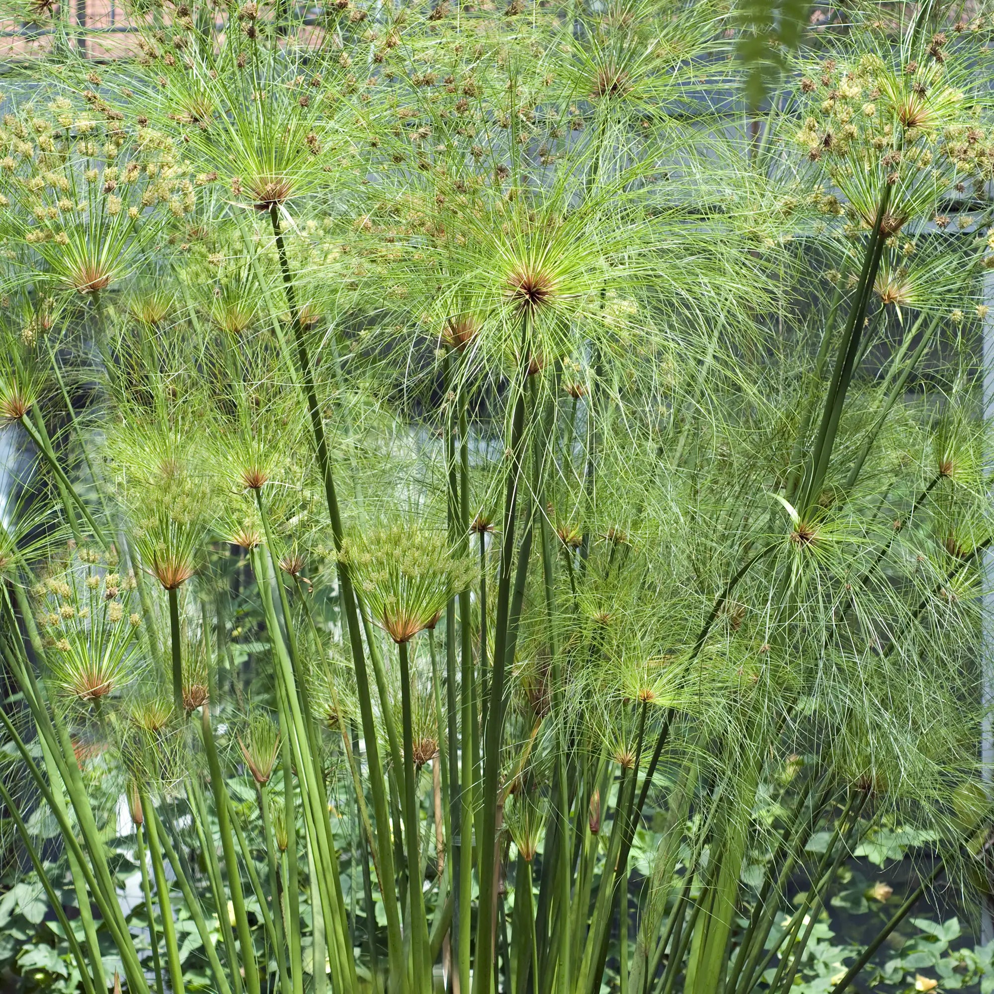 Cyperus 'Giant Dwarf'