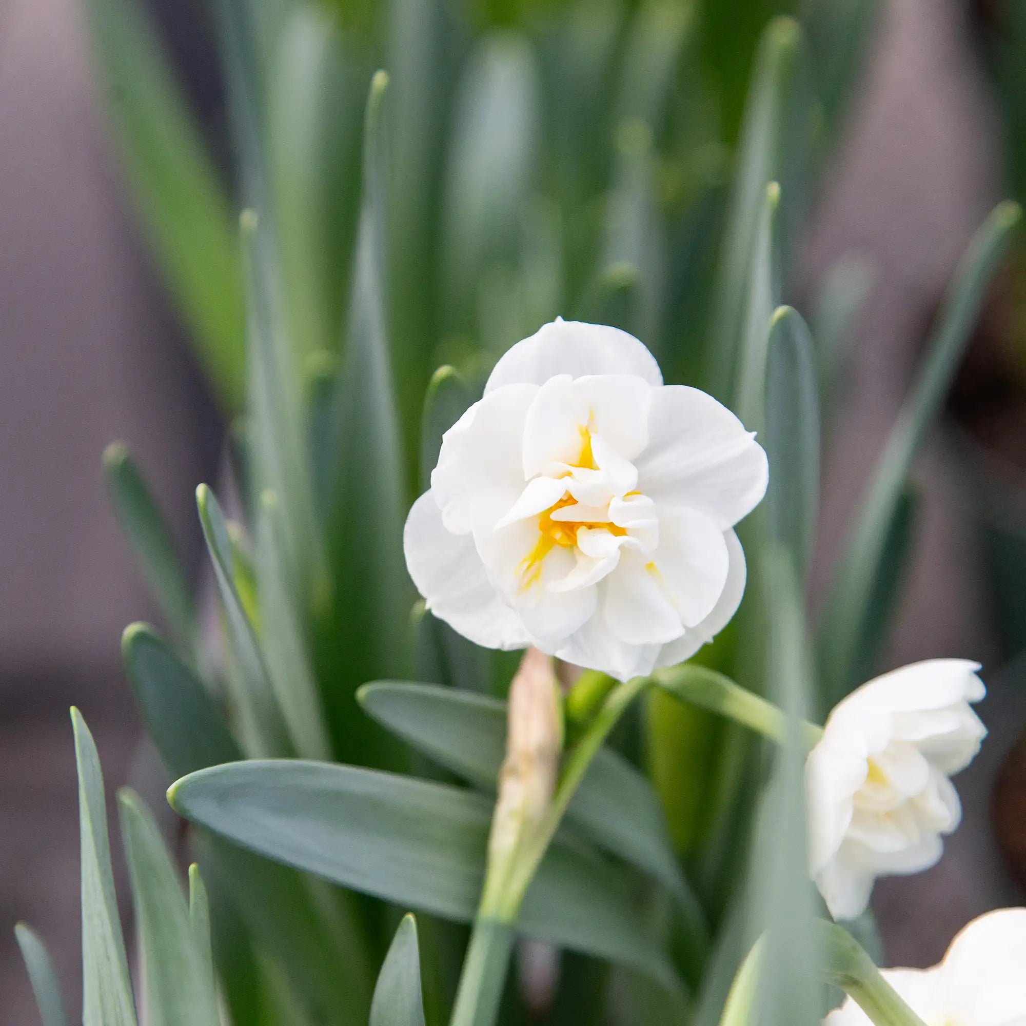 Daffodil