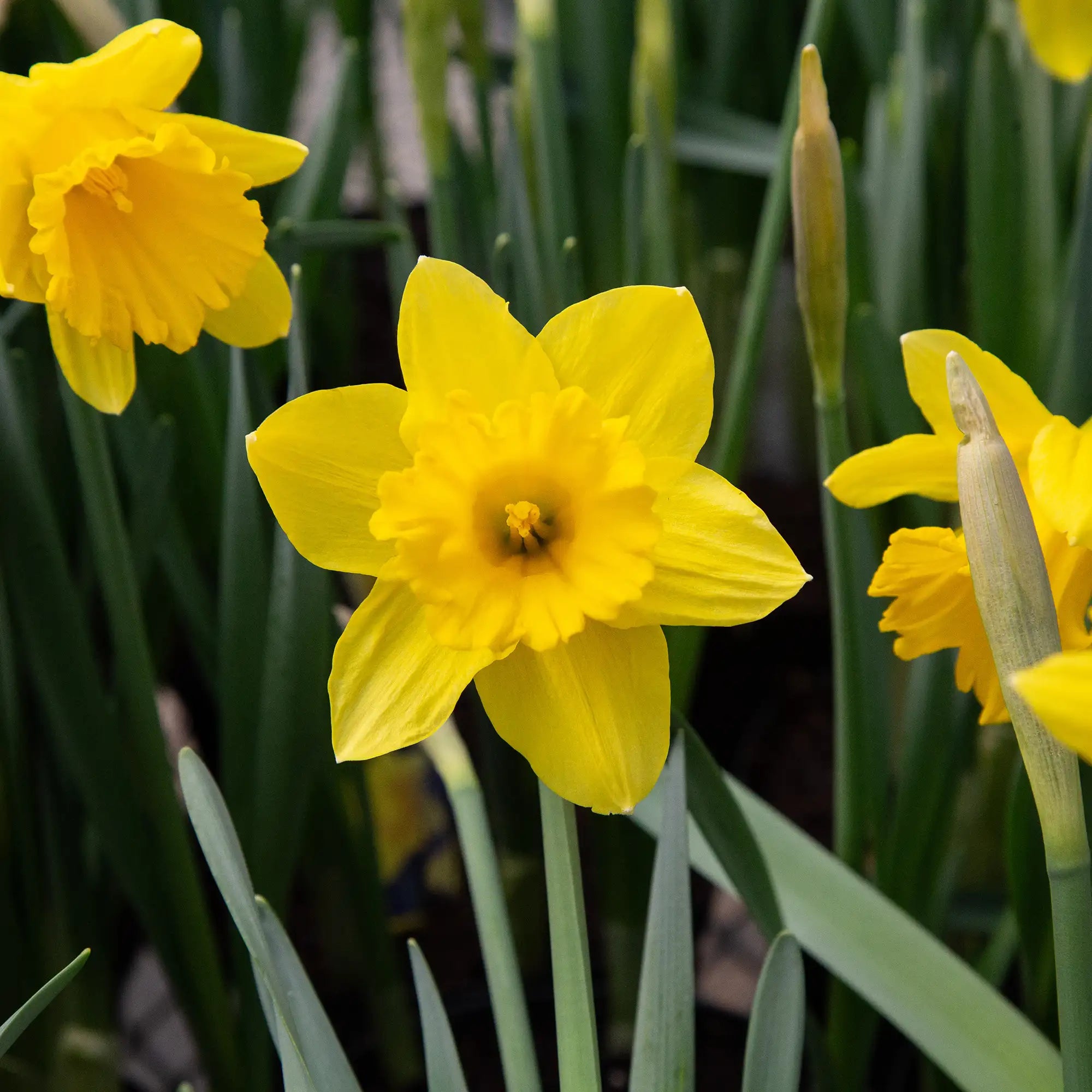 Daffodil