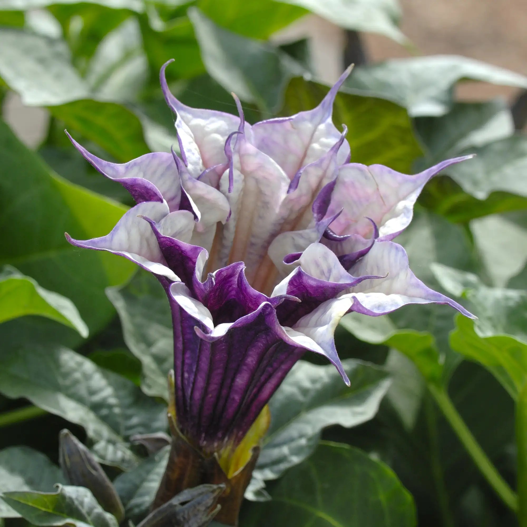 Datura 'Ballerina Purple'
