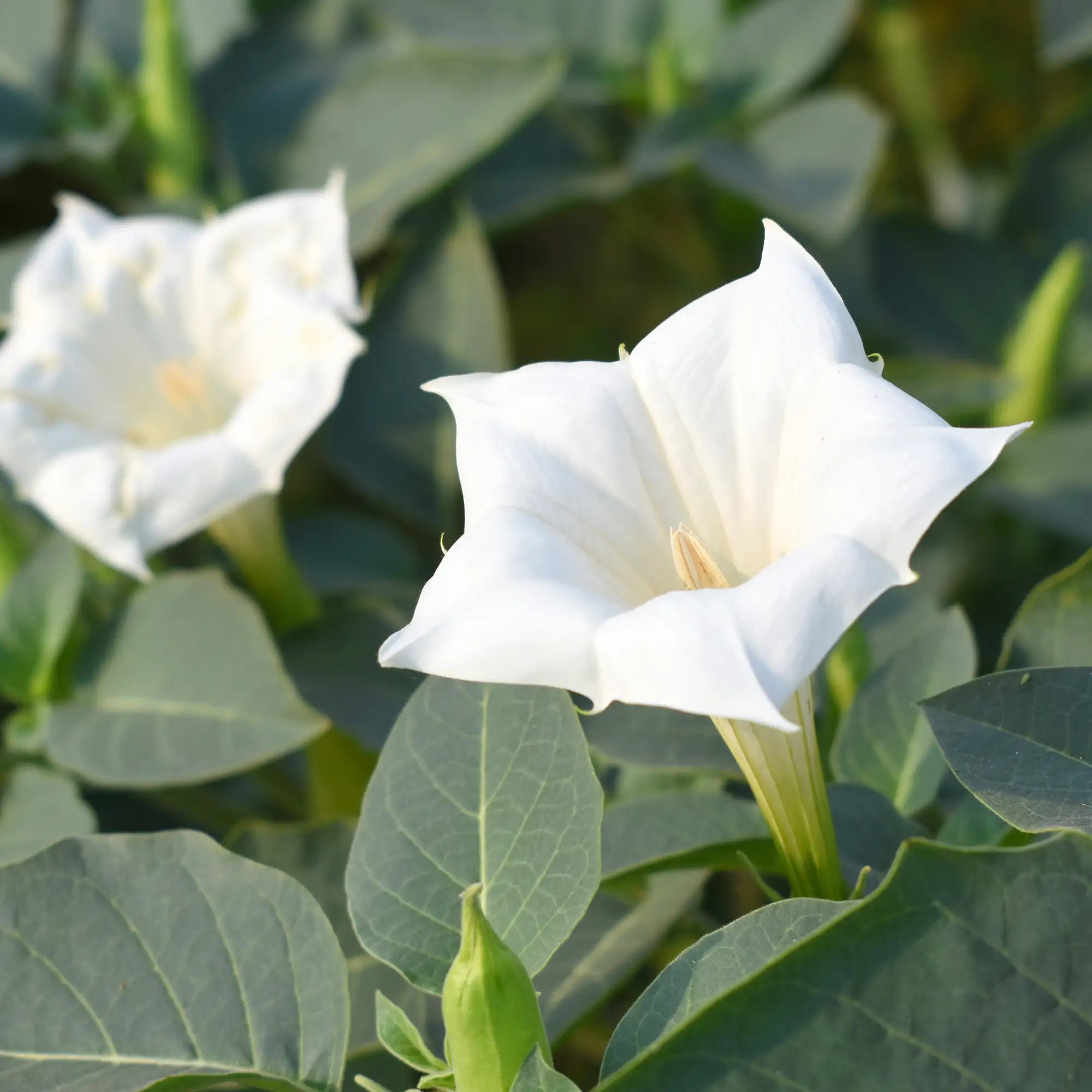Datura 'Belle Blanche'