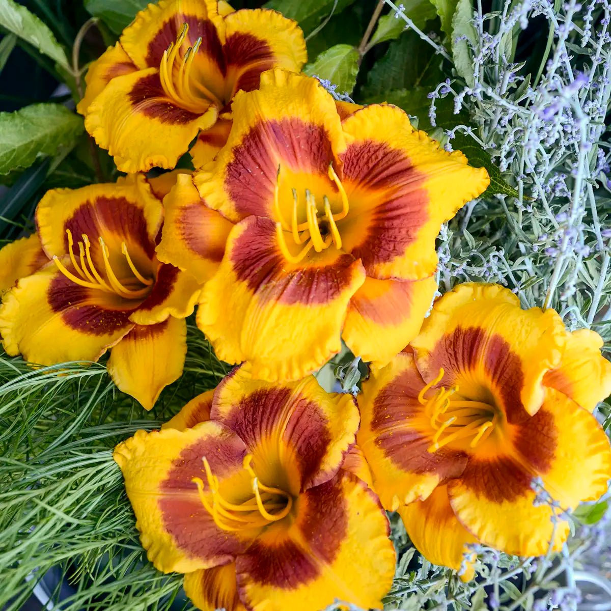 Daylily 'Fooled Me'