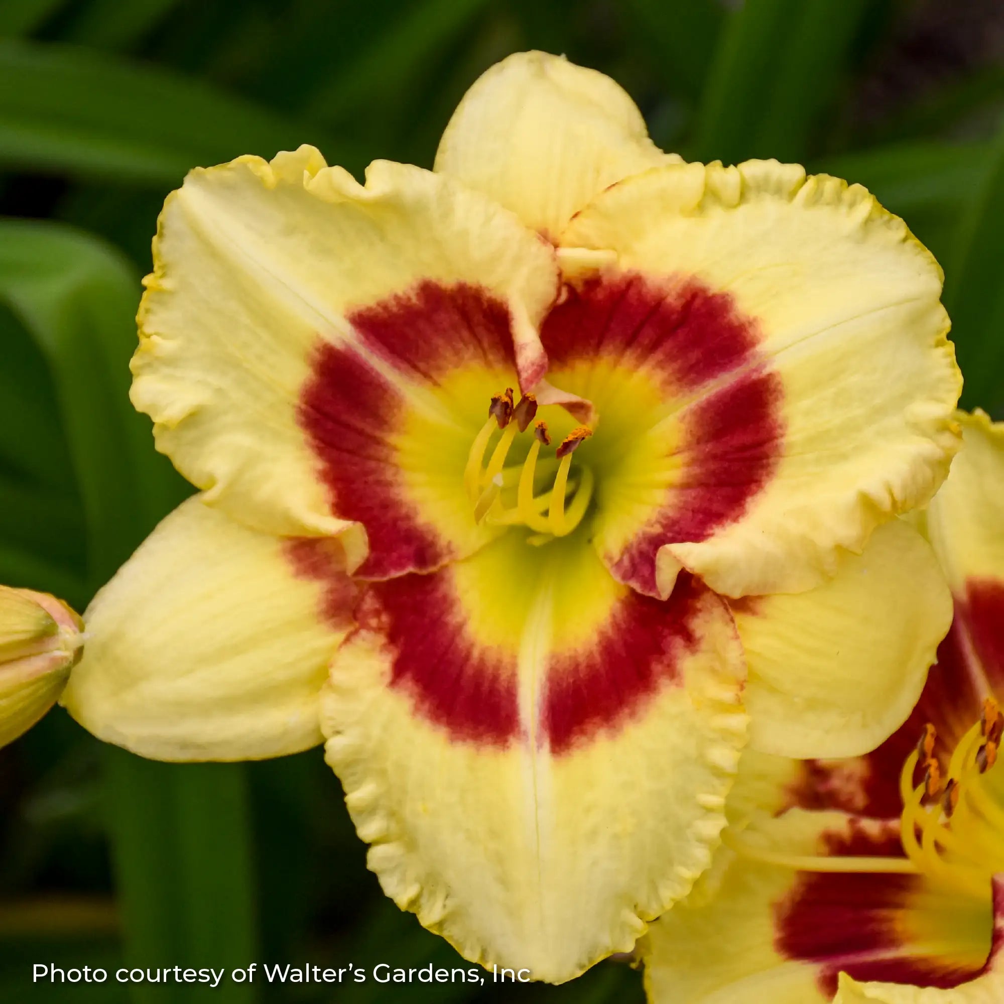Close-up of light yellow Daylily with red center