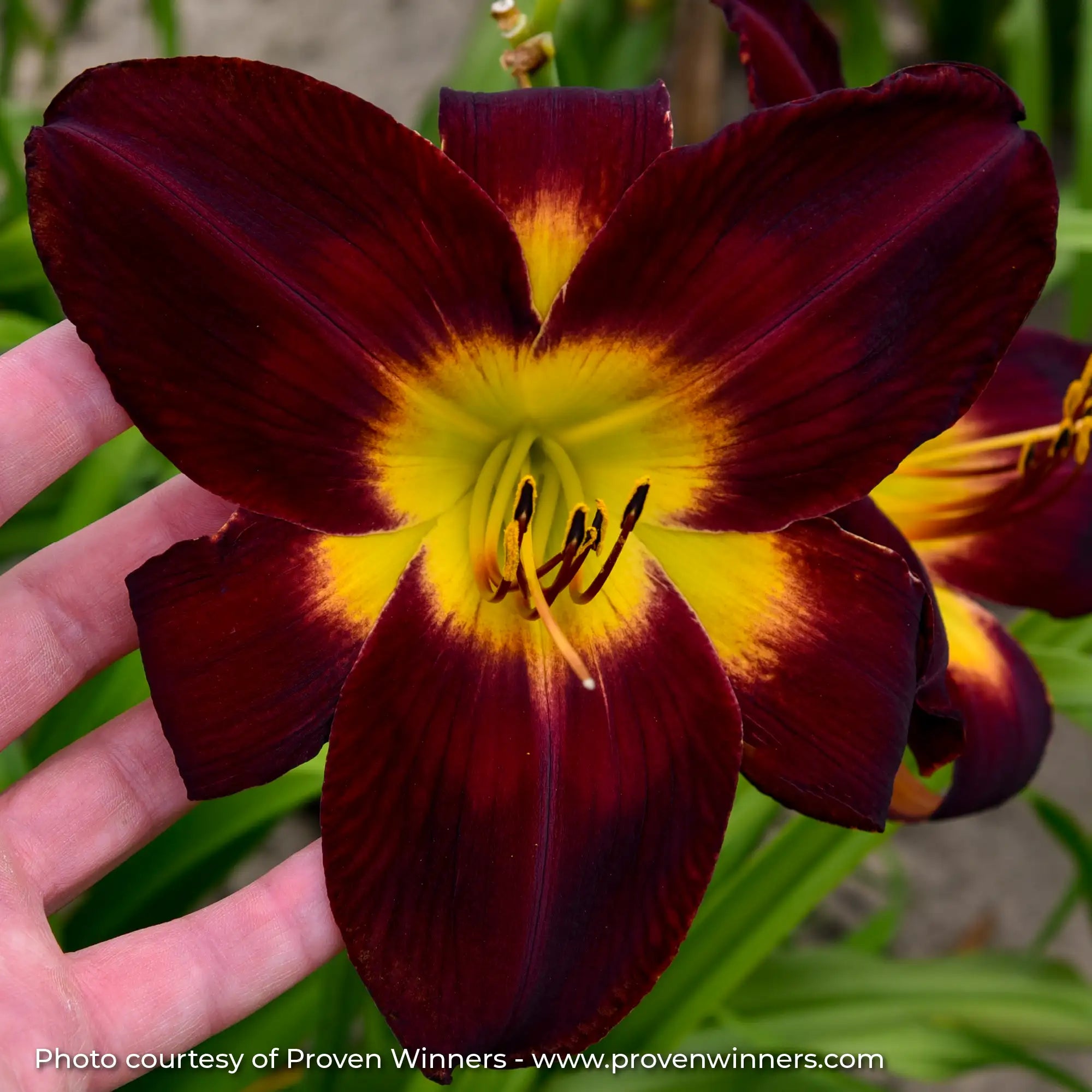 Close-up of Dark Red Daylily with Yellow center.
