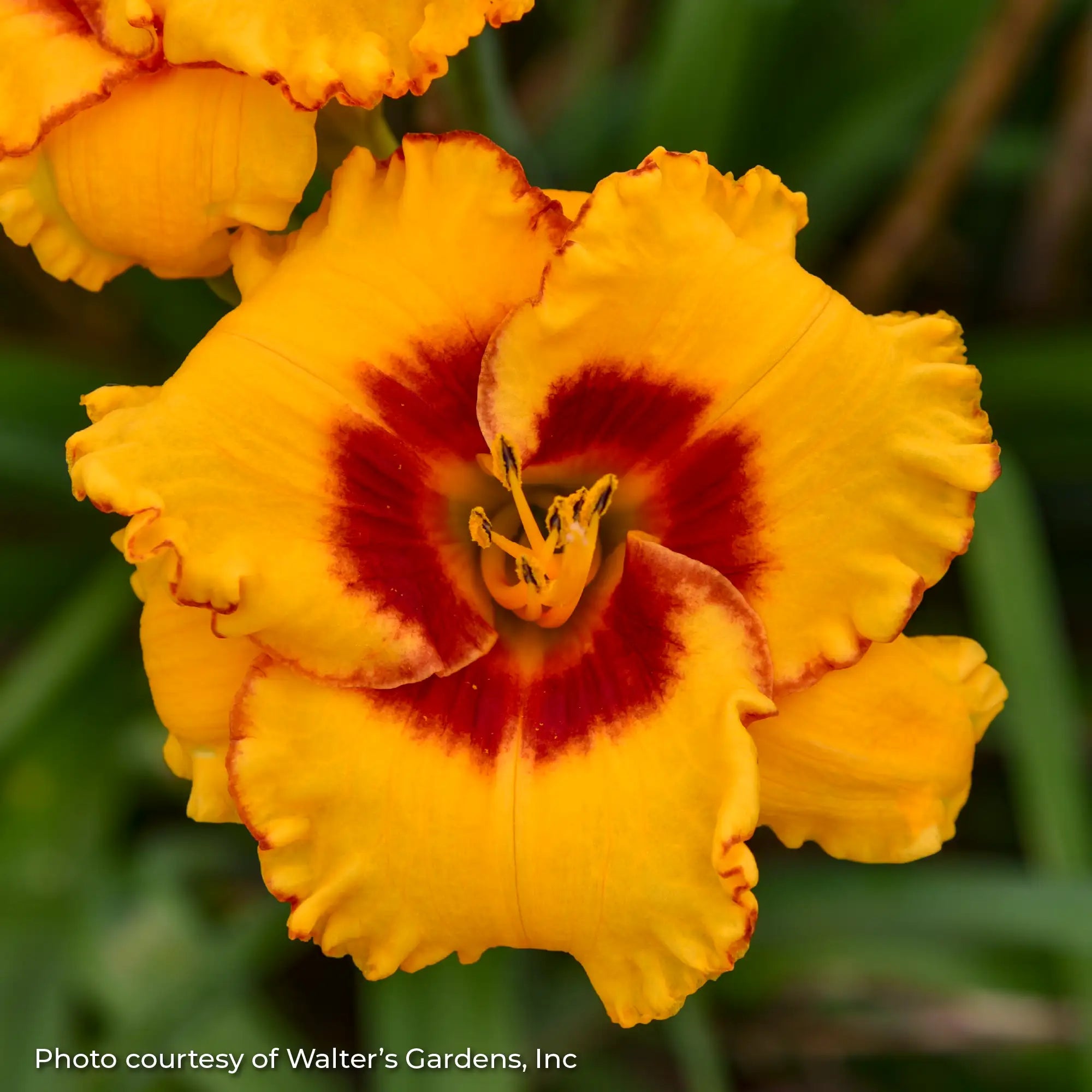 Close-up of dark yellow Daylily