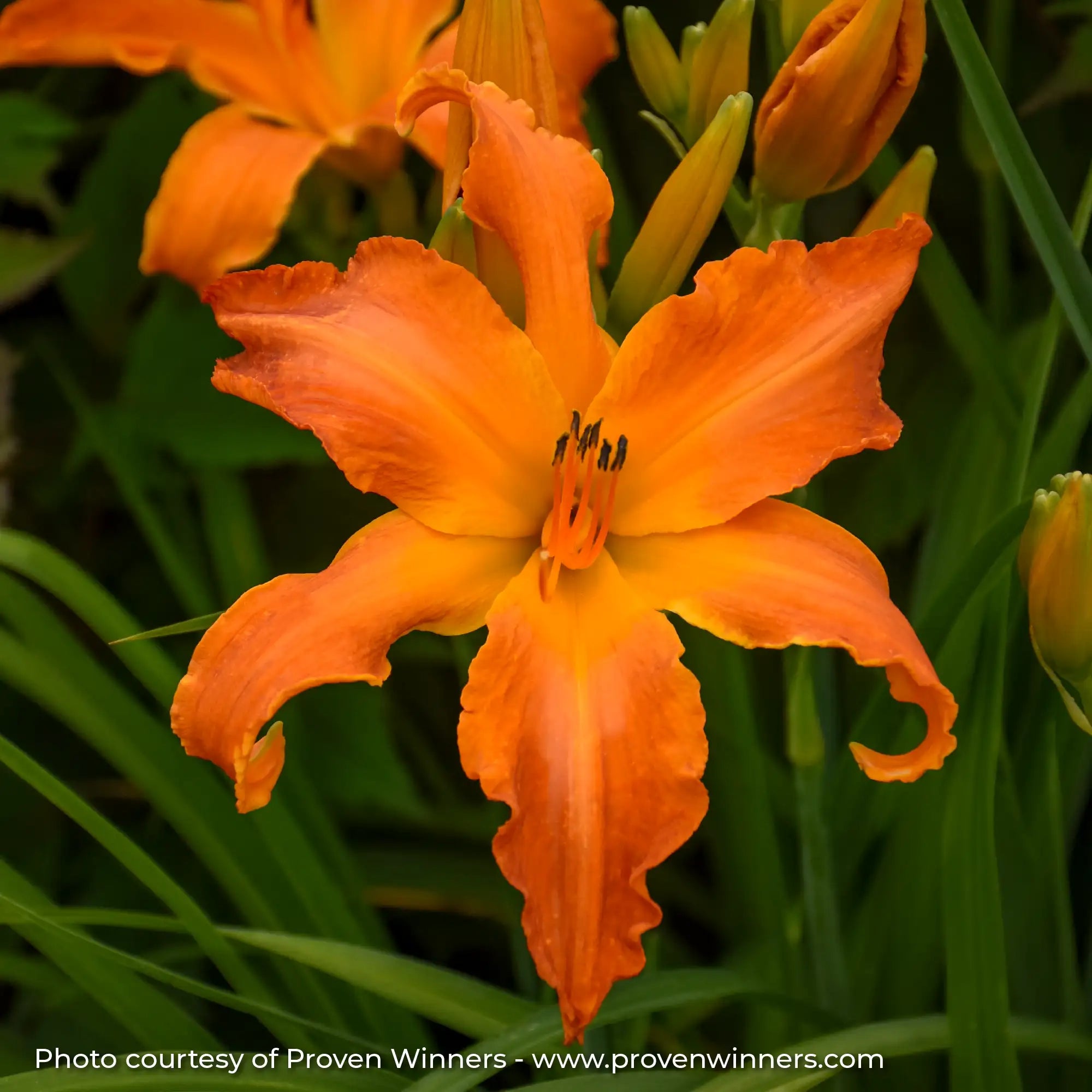Close-up of Dark Orange Daylily in a garden.