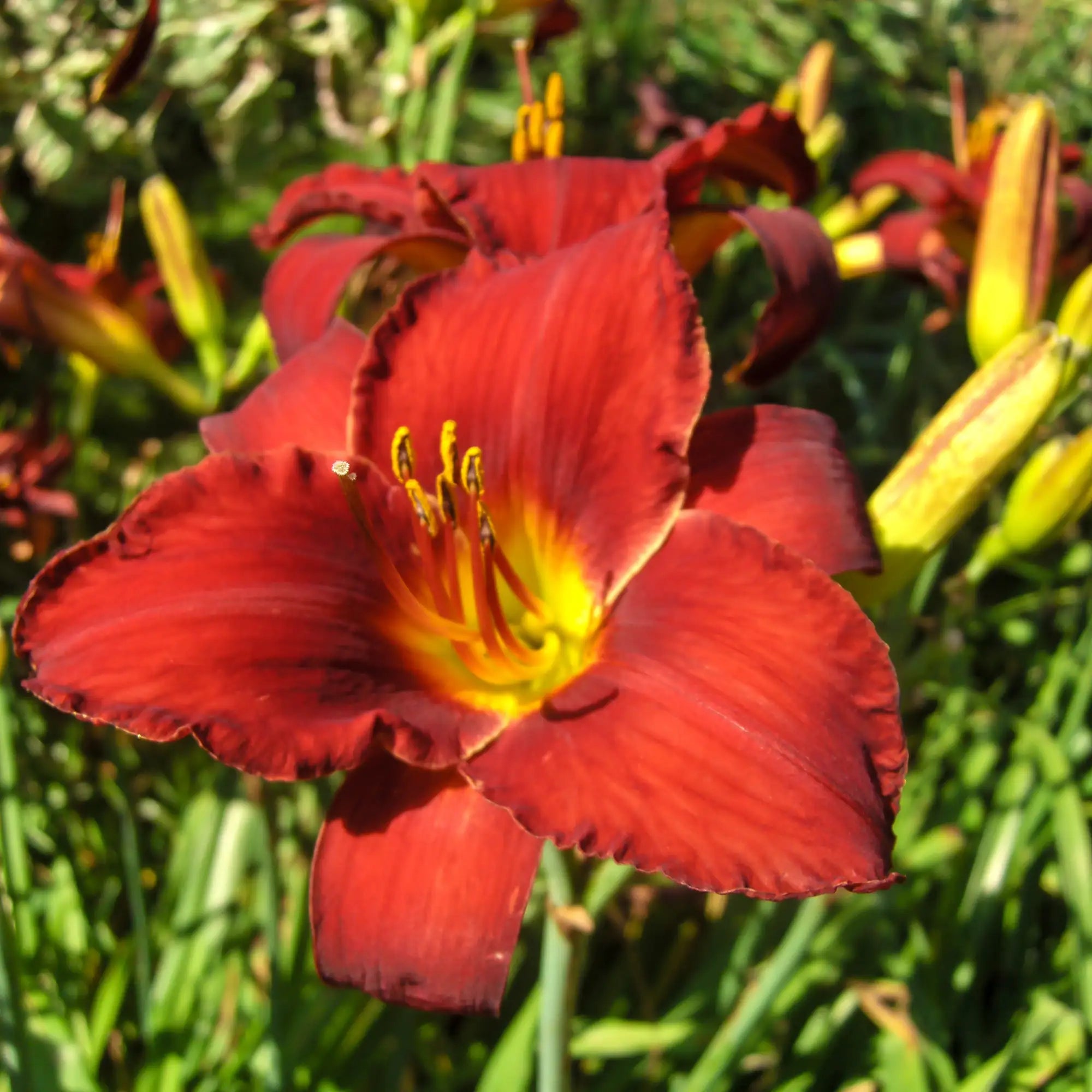 Close-up of Red Daylily with Yellow center in a garden