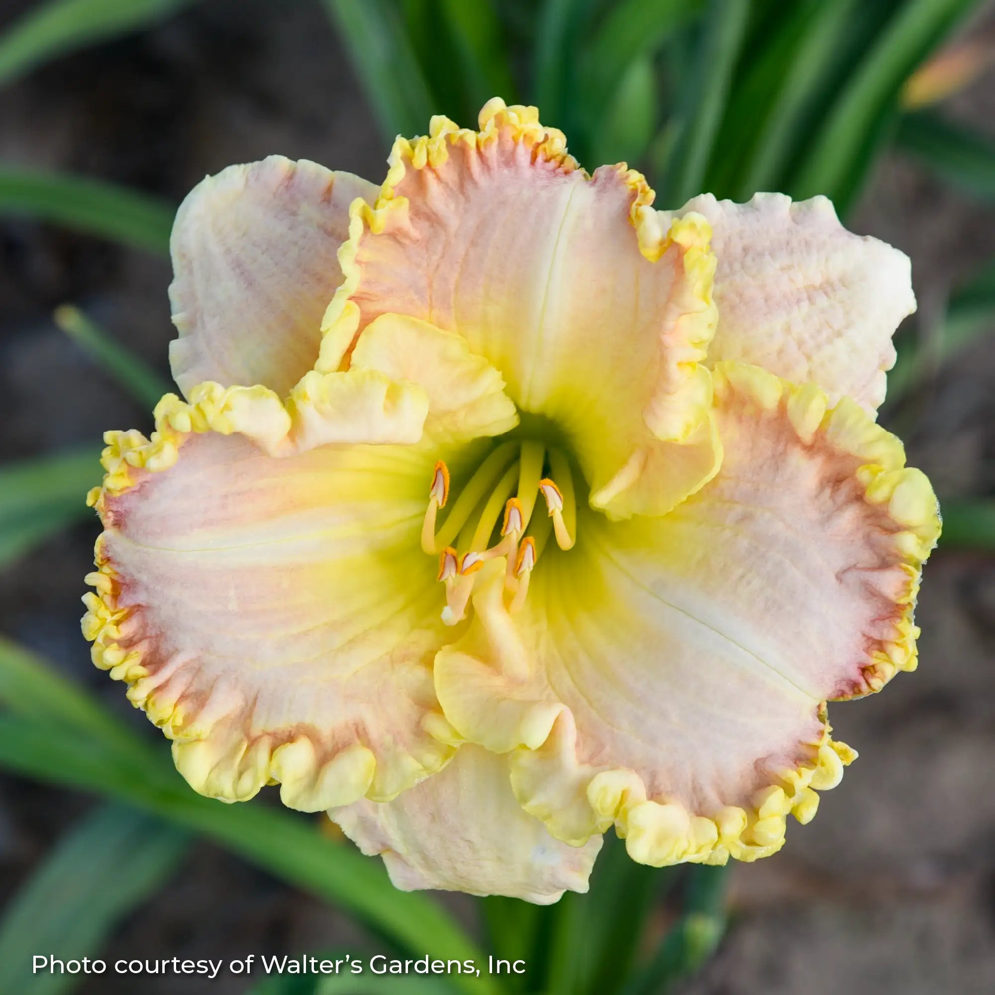 Close-up of light pink Daylily