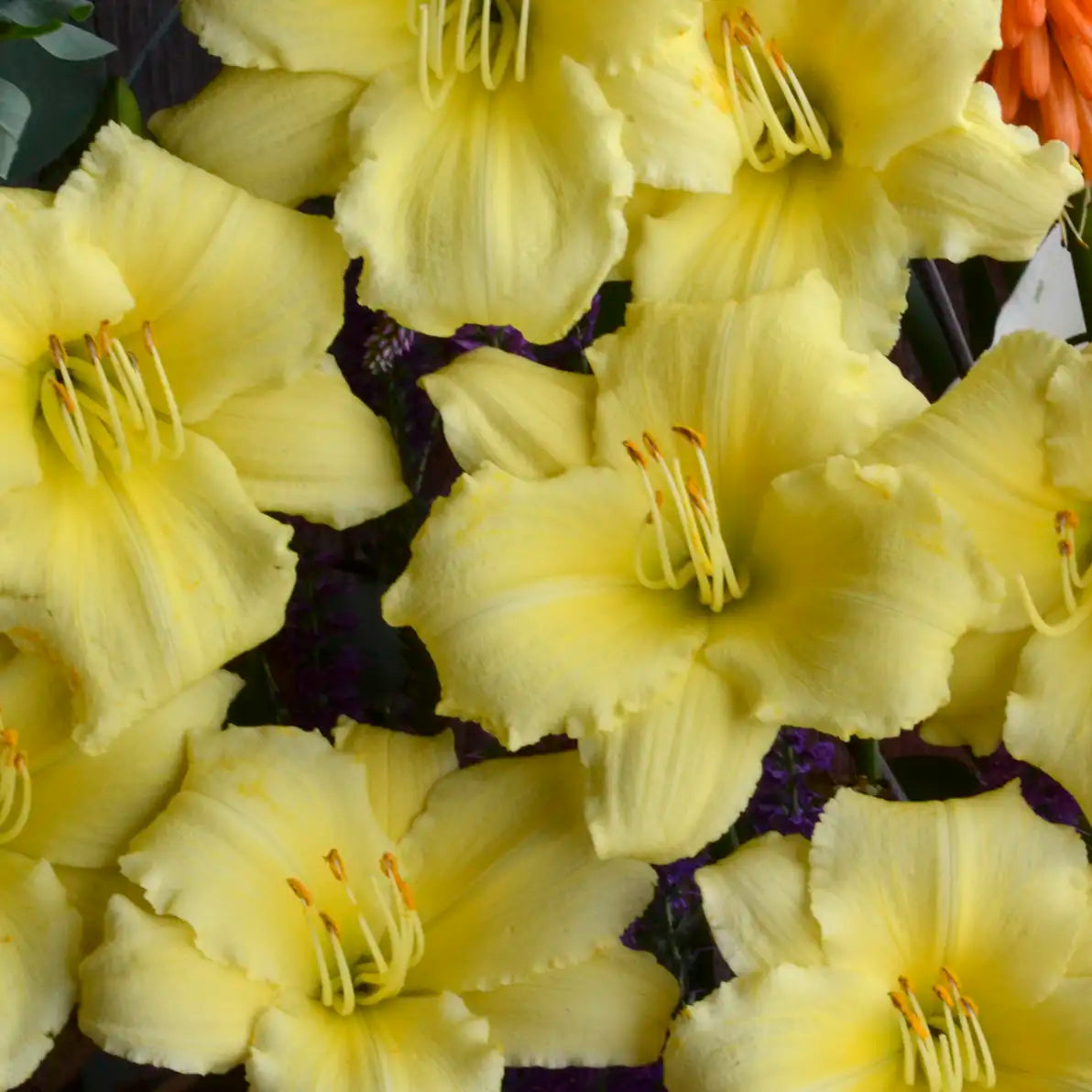 Daylily 'Stella Supreme'