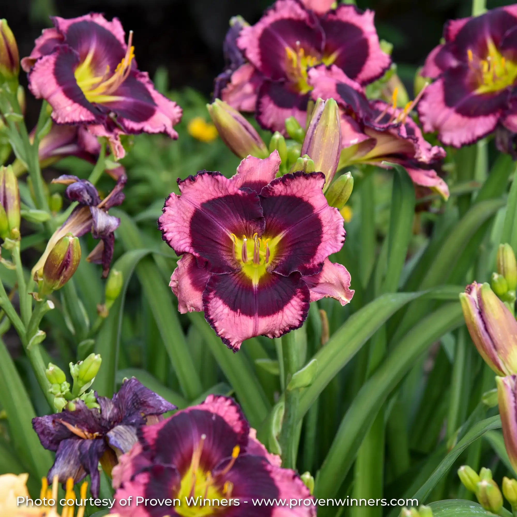 Dark Pink and Dark Purple Daylily