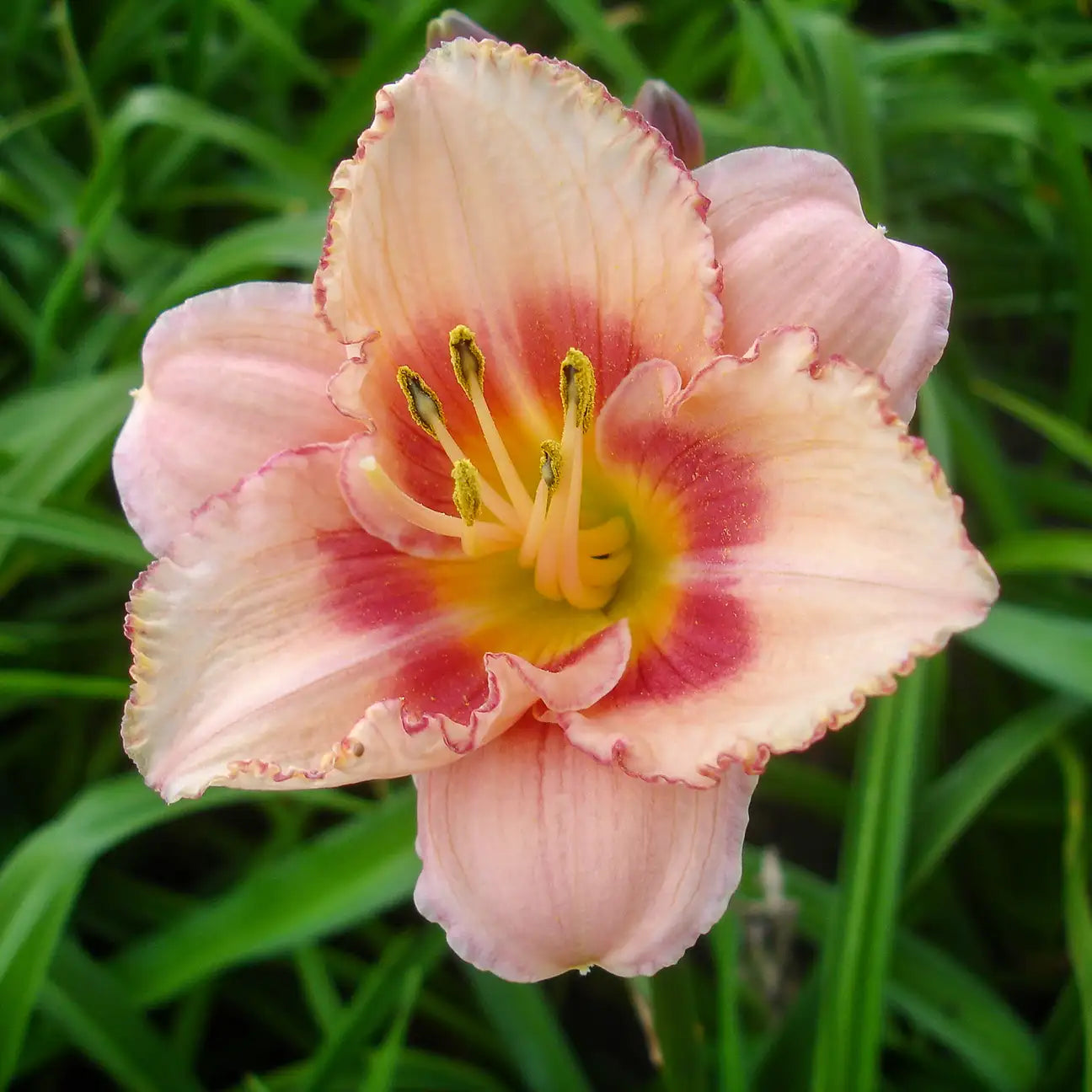 Close-up of Light Pink Daylily in a garden.
