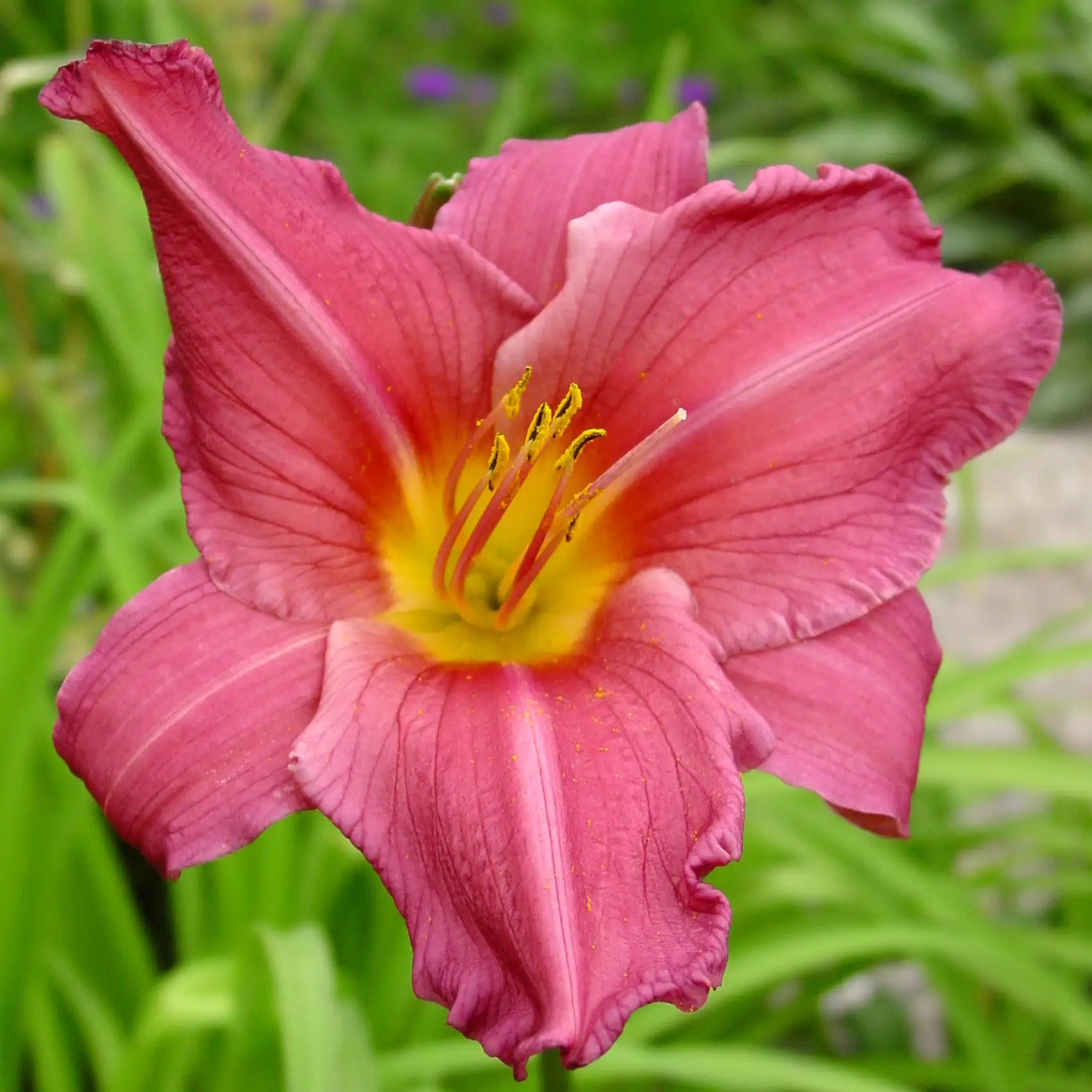 Dark Pink Daylily with Yellow center.
