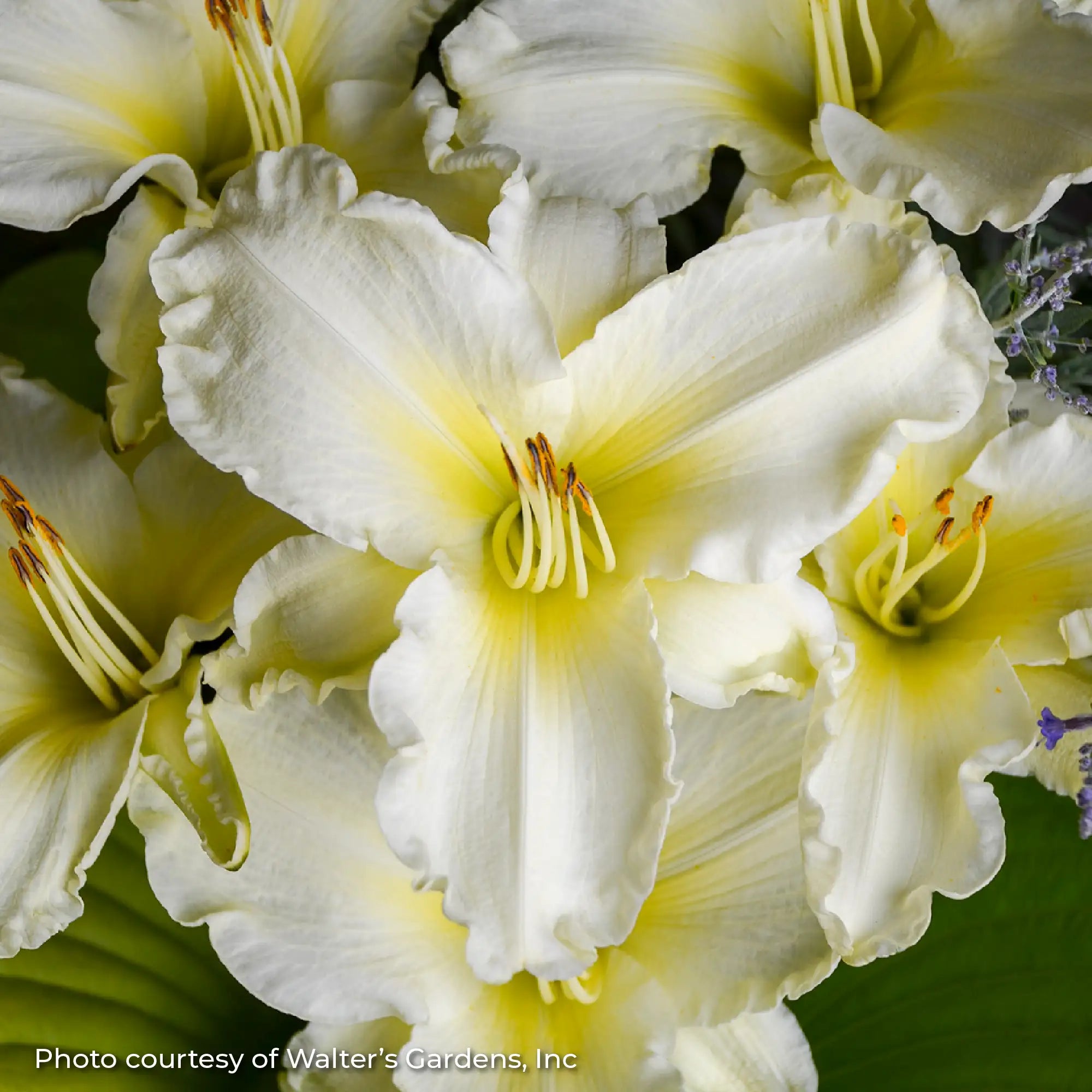 Close-up of white Daylily