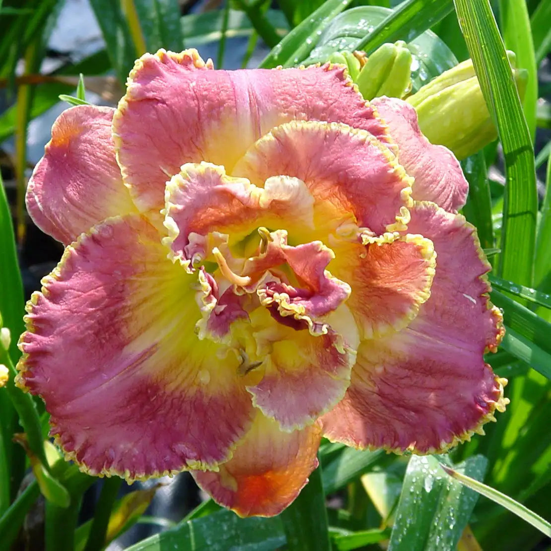 Close-up of Light Pink Daylily with Yellow center