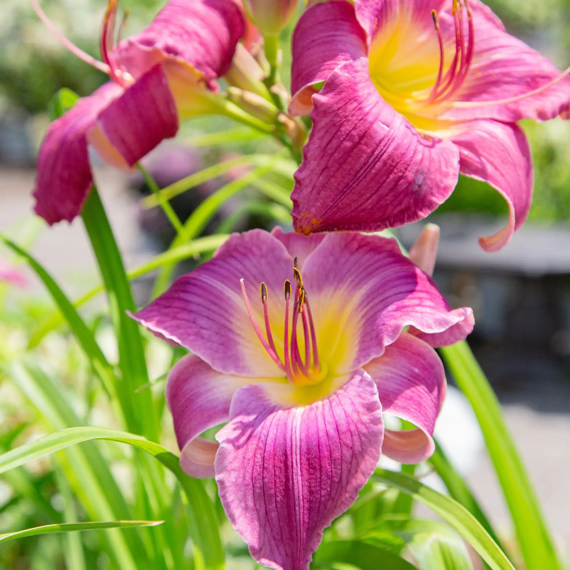 Daylily 'Water Dragon'