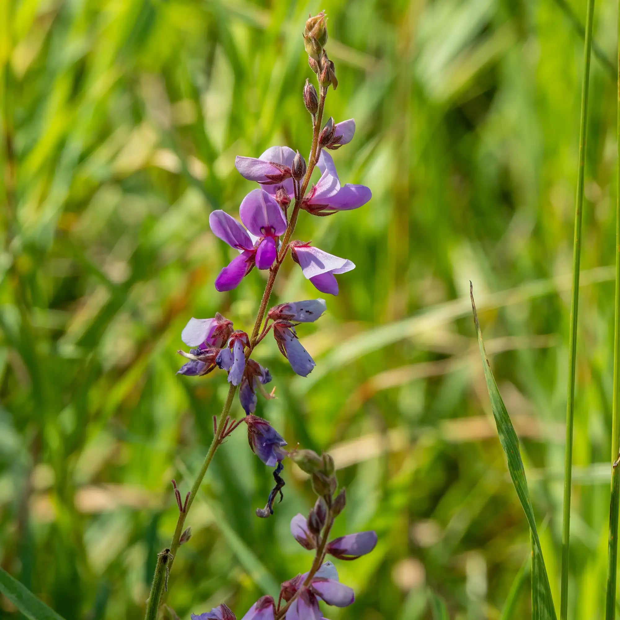 Showy Tick-Trefoil