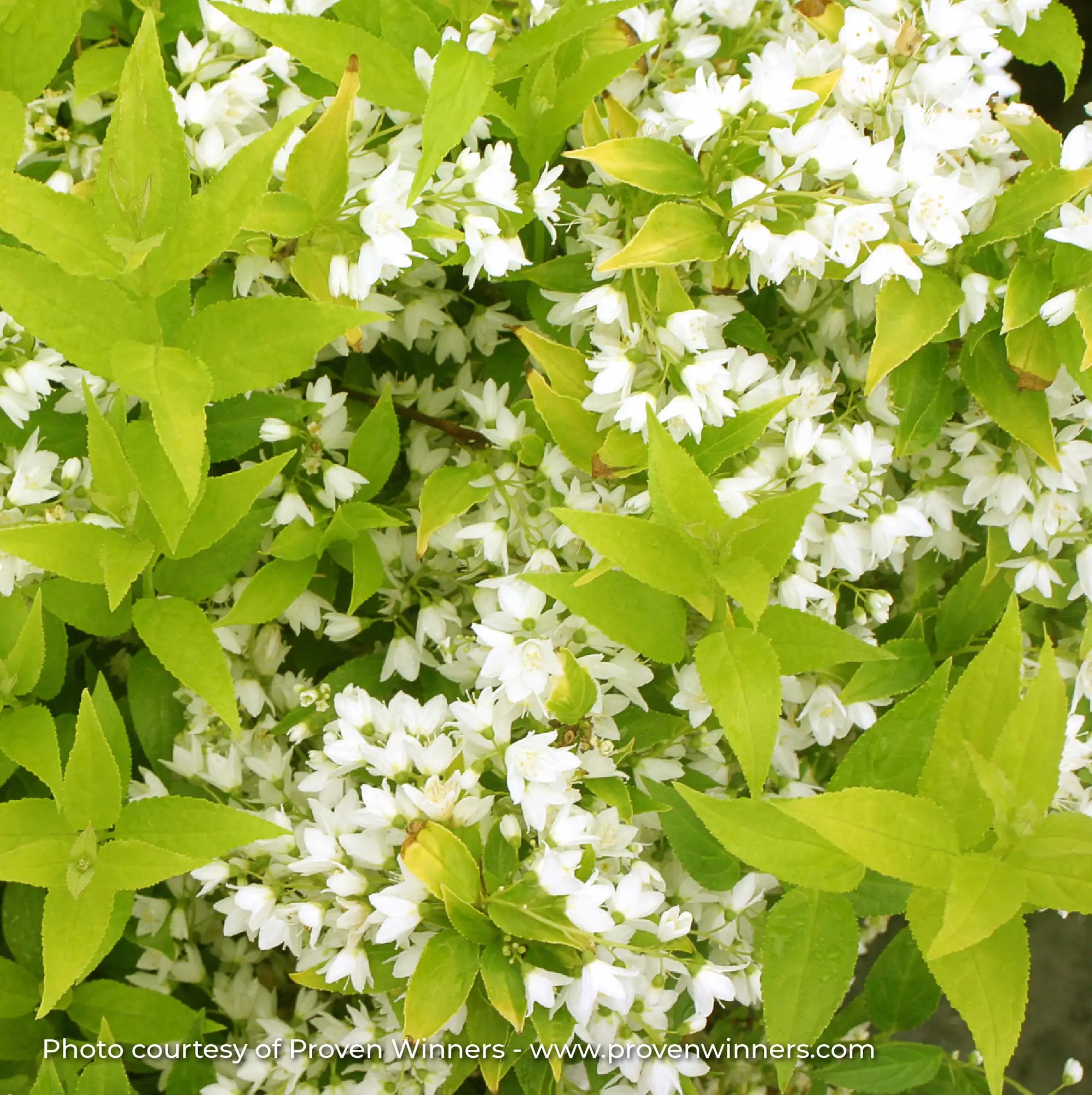 Deutzia 'Chardonnay Pearls®'