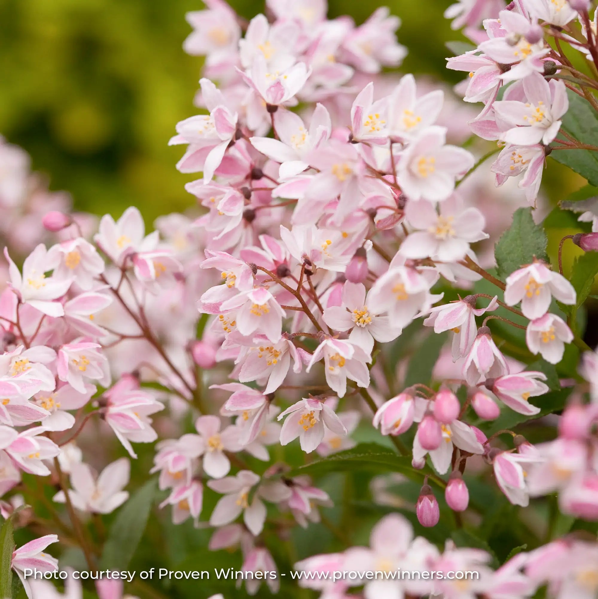 Deutzia 'Yuki Cherry Blossom®'