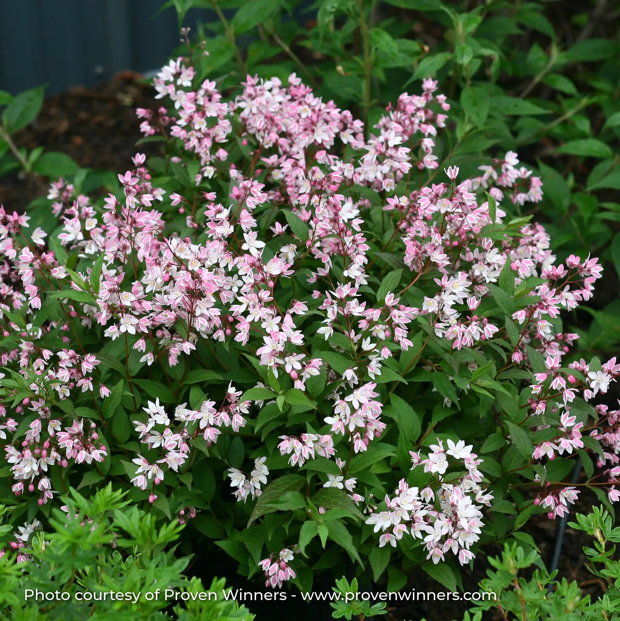 Deutzia 'Yuki Cherry Blossom®'