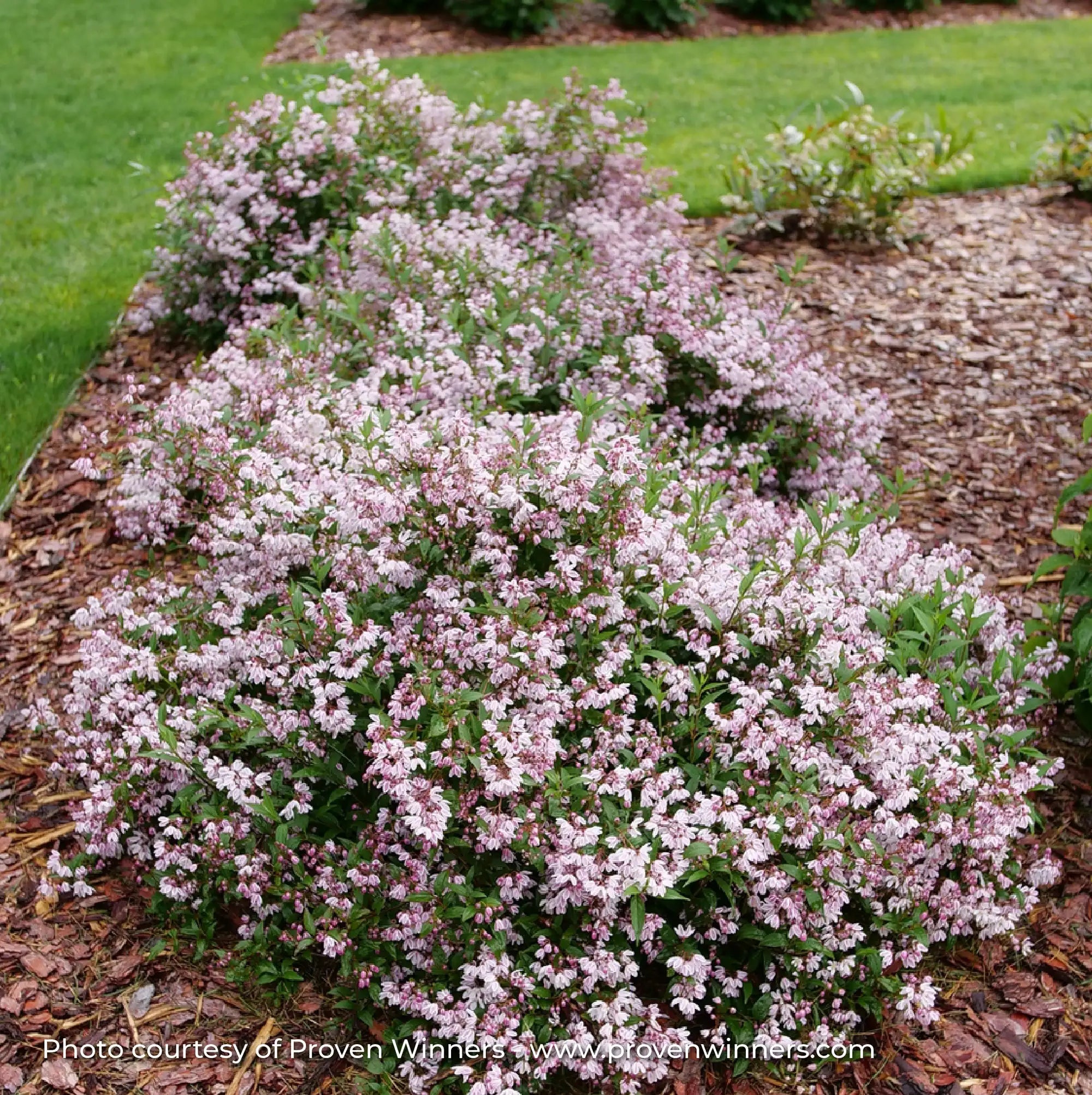 Deutzia 'Yuki Kabuki®'