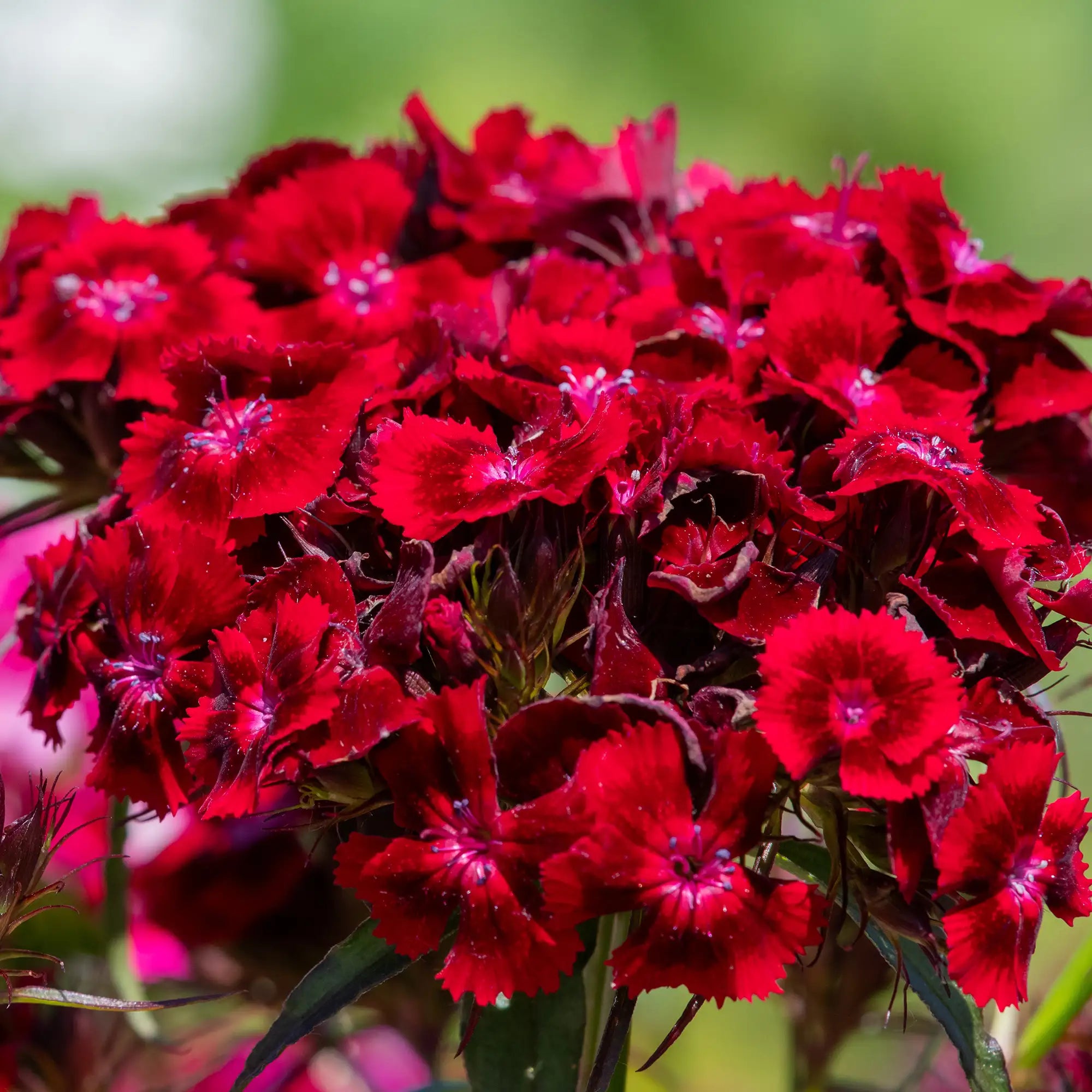 Dianthus 'EverLast™ Red'