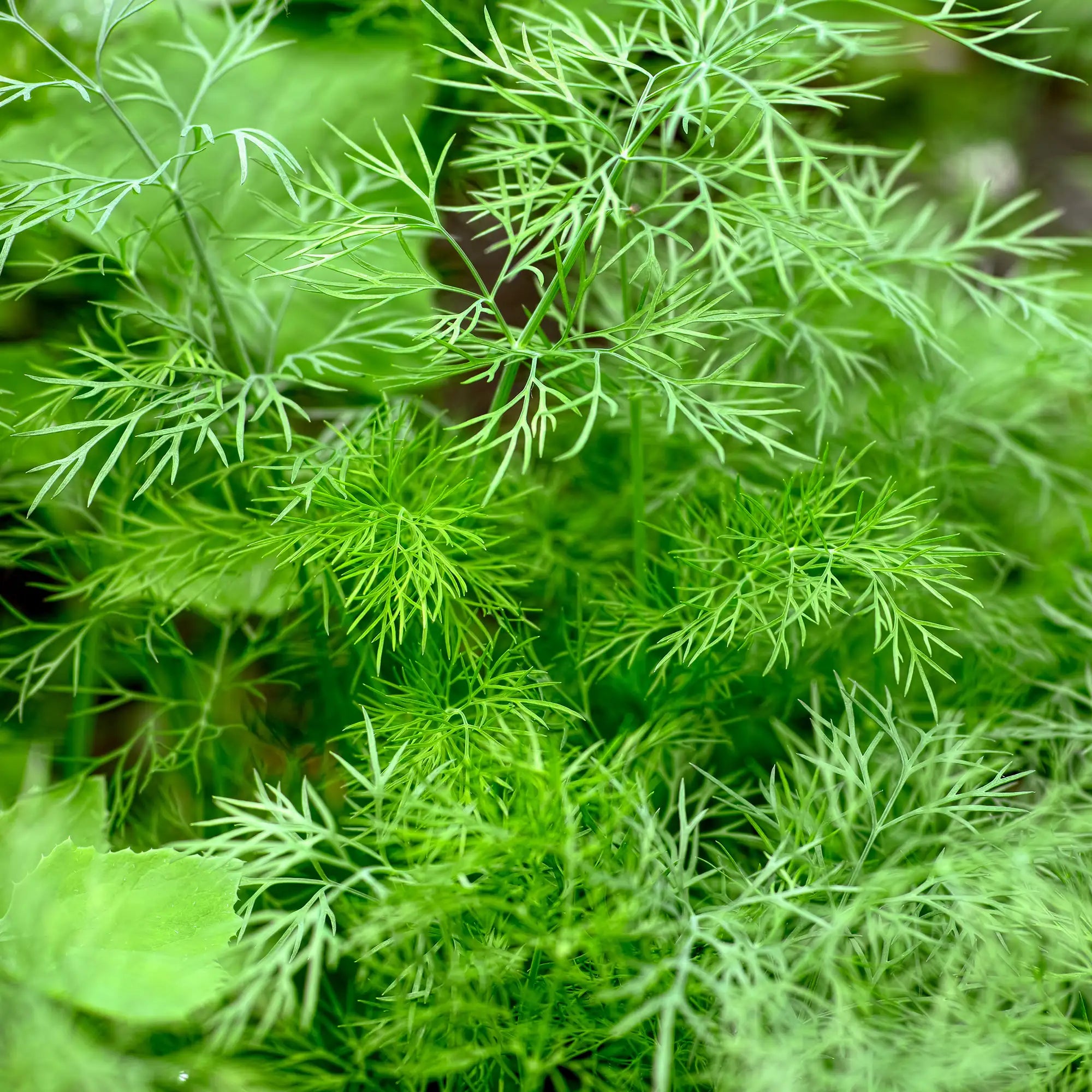 Close-up of fernleaf dill leaves with a blurred background