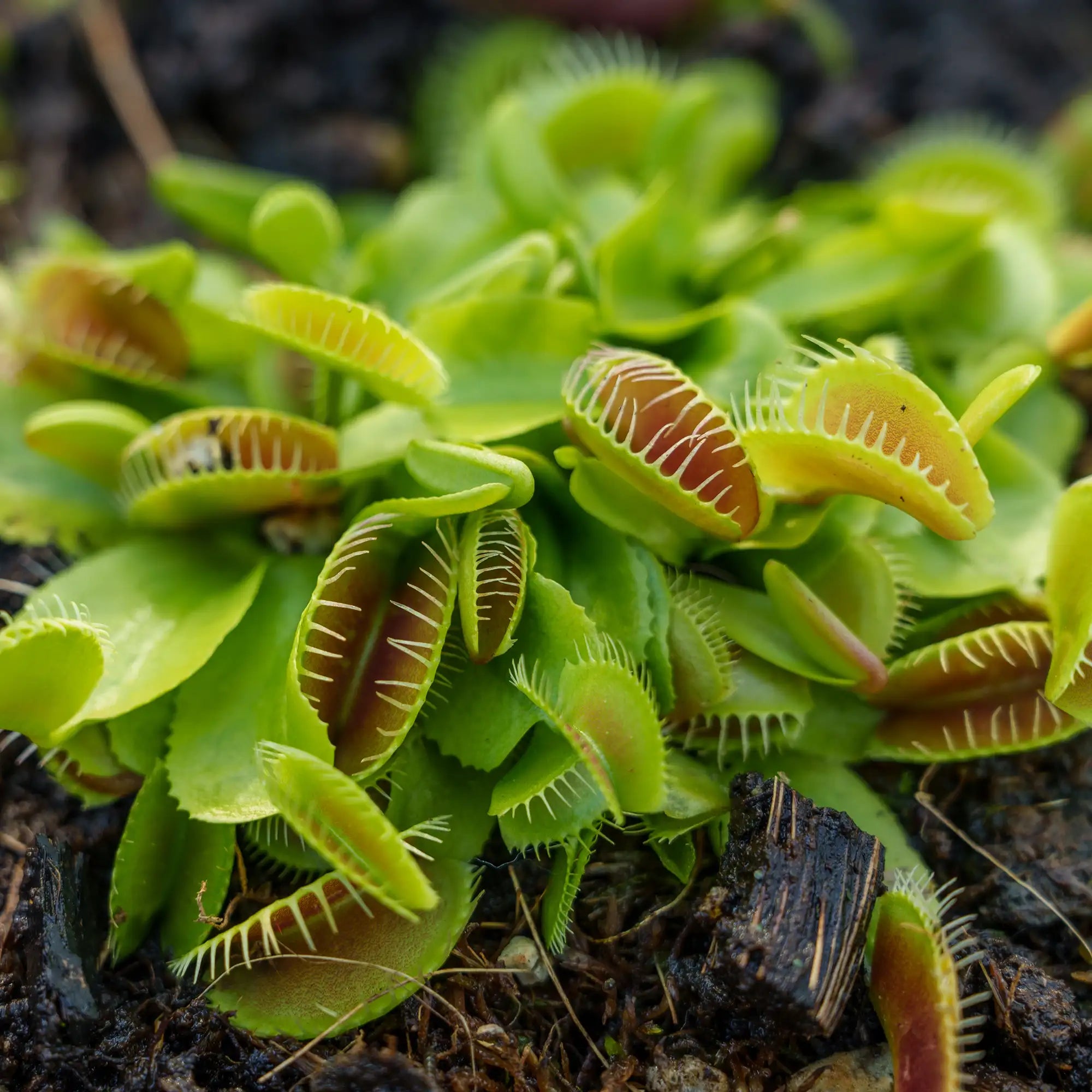 Close-up of a Venus flytrap plant with bright green trap leaves and reddish-brown inner surfaces, growing in dark soil.