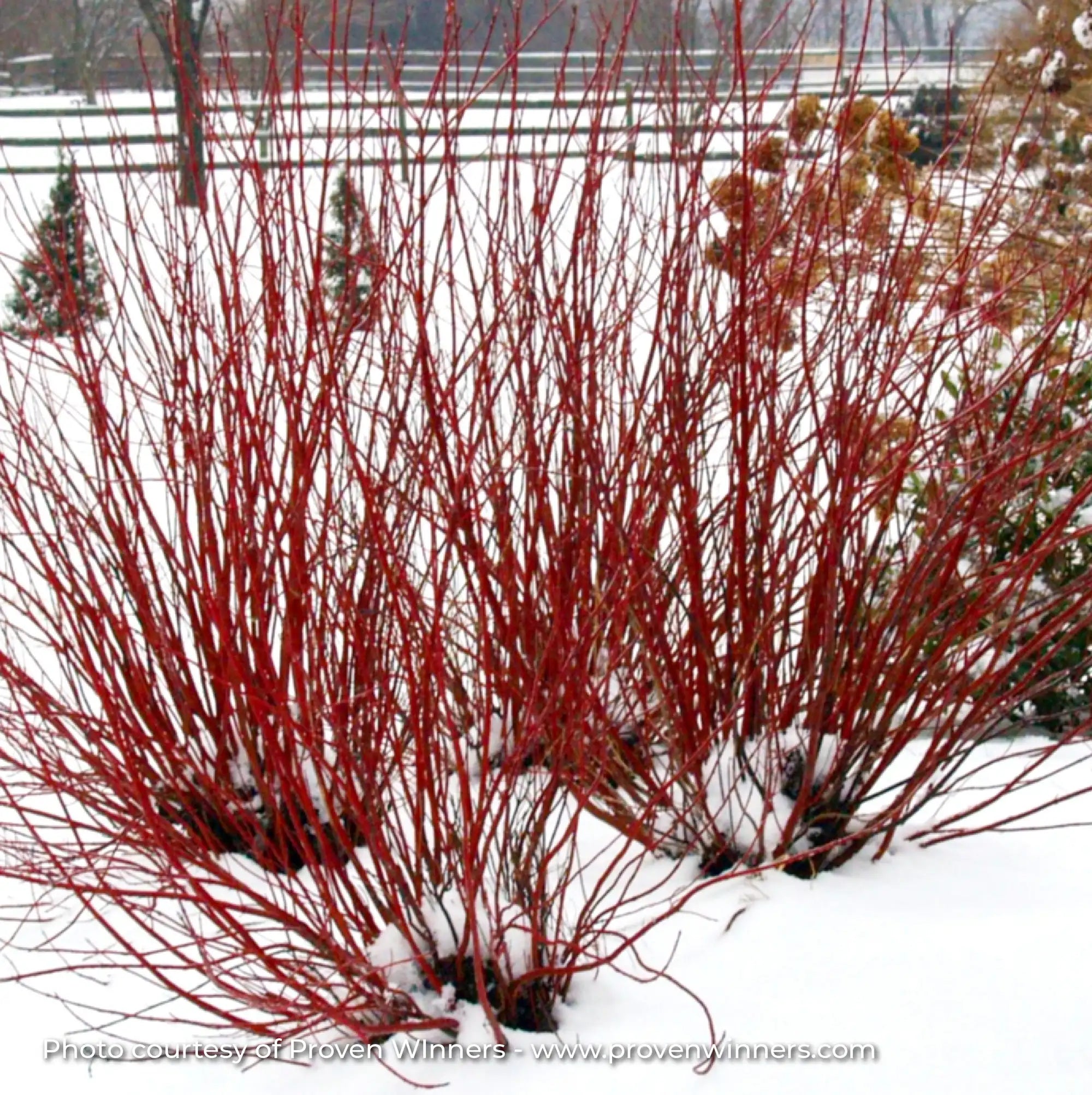 Dogwood Arctic Fire® 'Red'