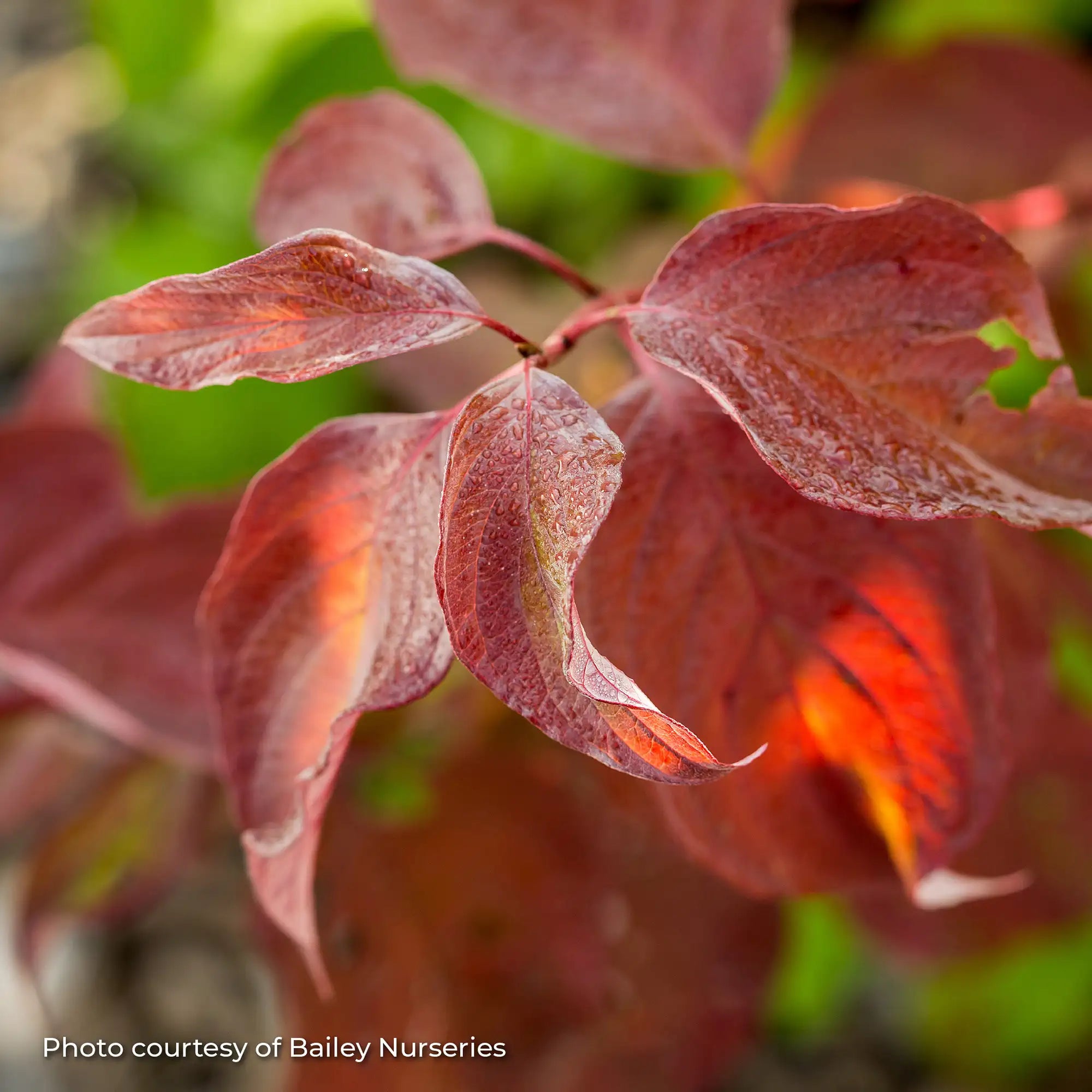 Dogwood 'Neon Burst™'