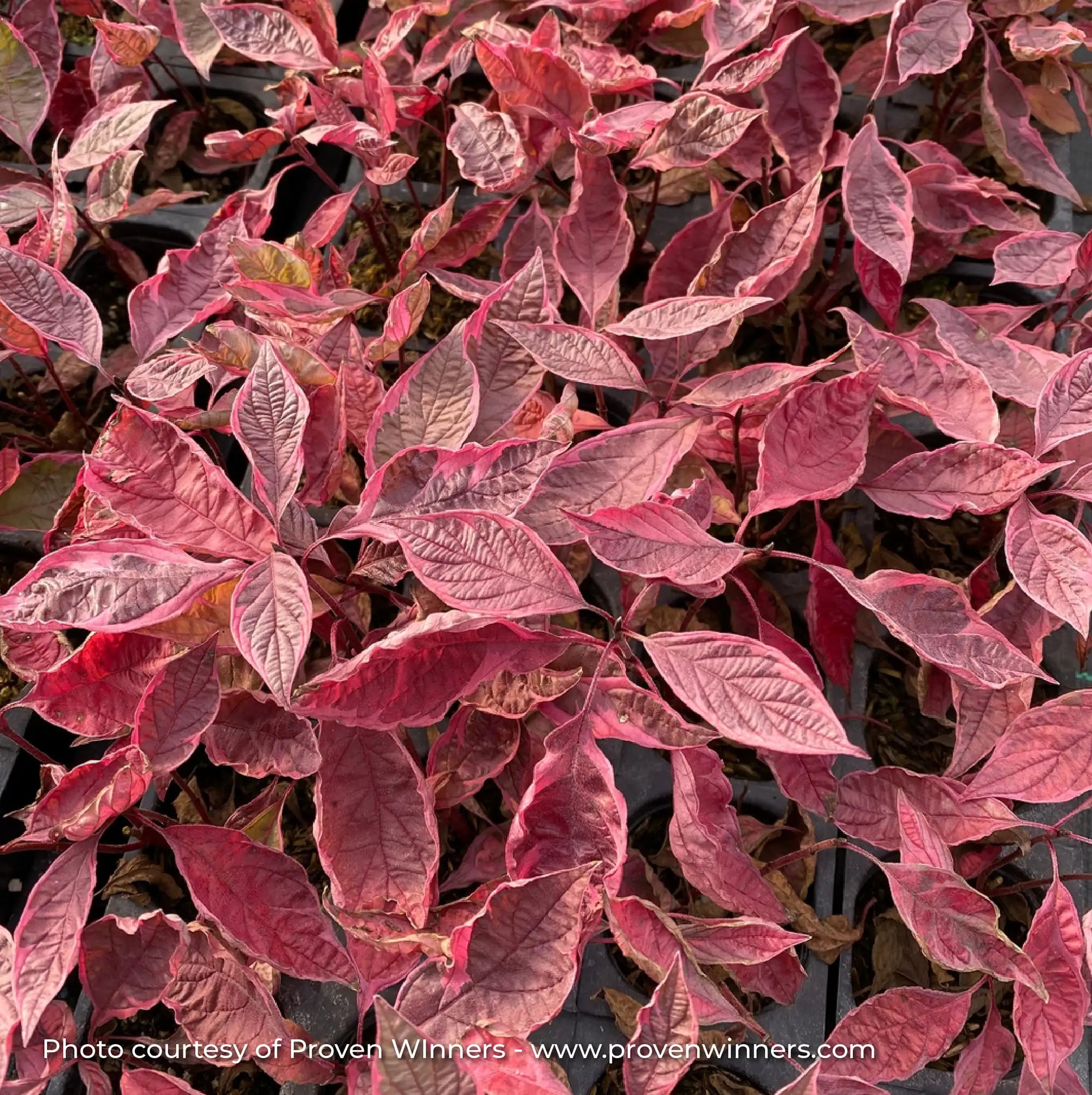 Dogwood 'Sgt. Pepper®'