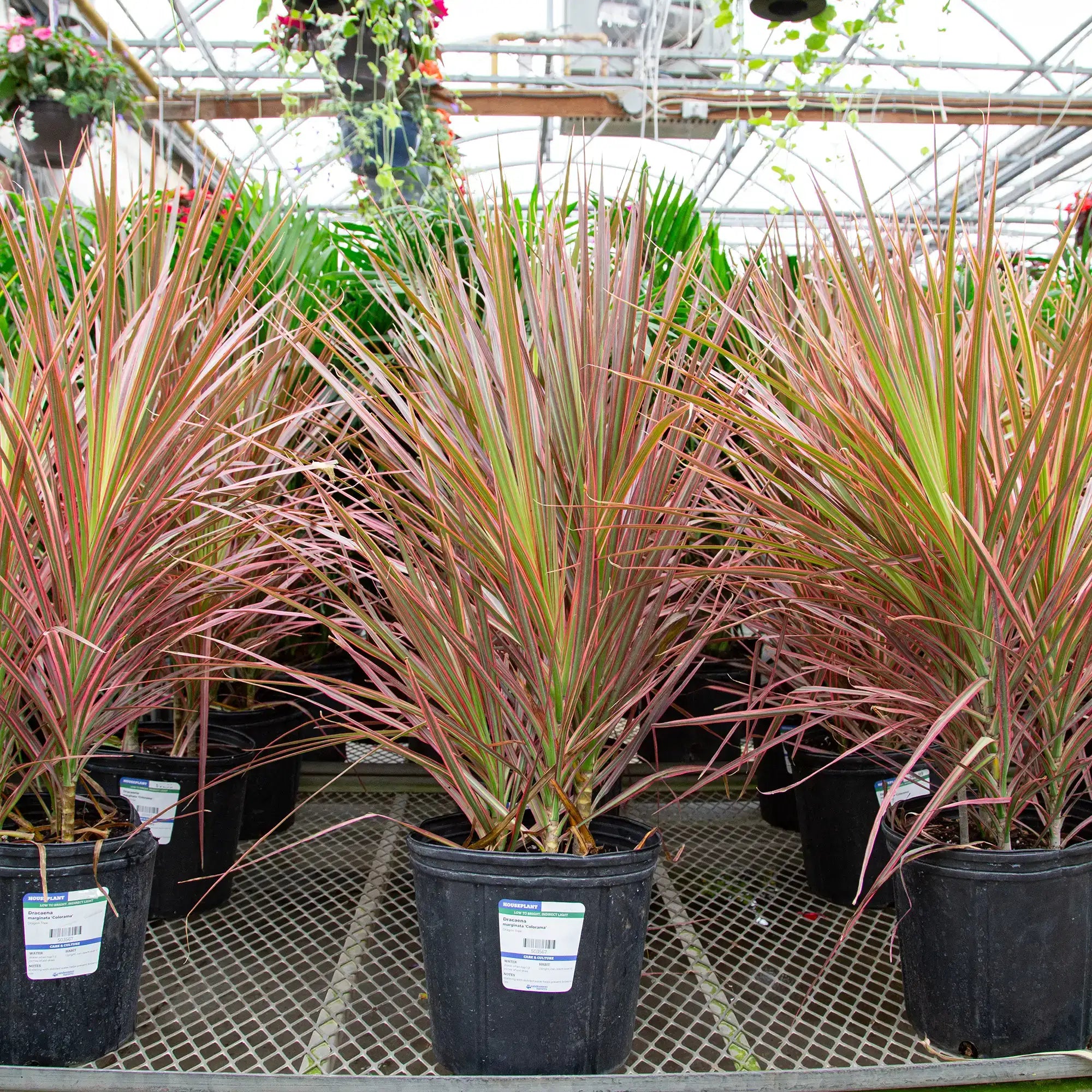 dracaena colorama dragon tree Dragon Tree 'Colorama' – Vandermeer Nursery Ltd