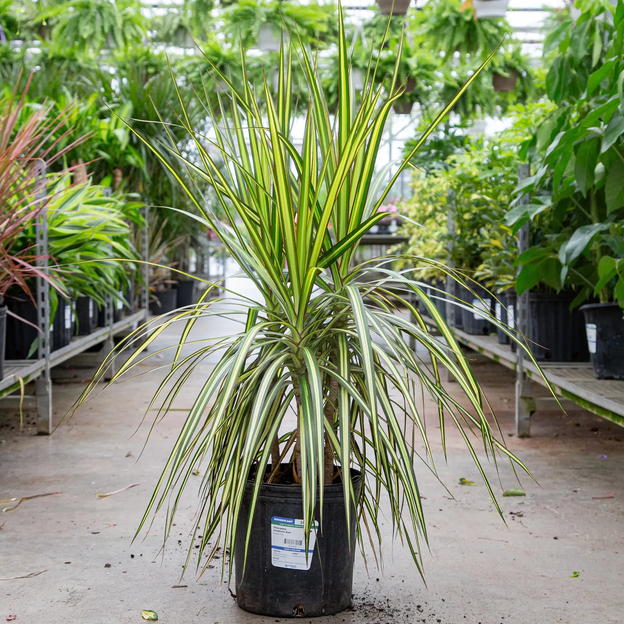 Dragon Tree 'Kiwi'