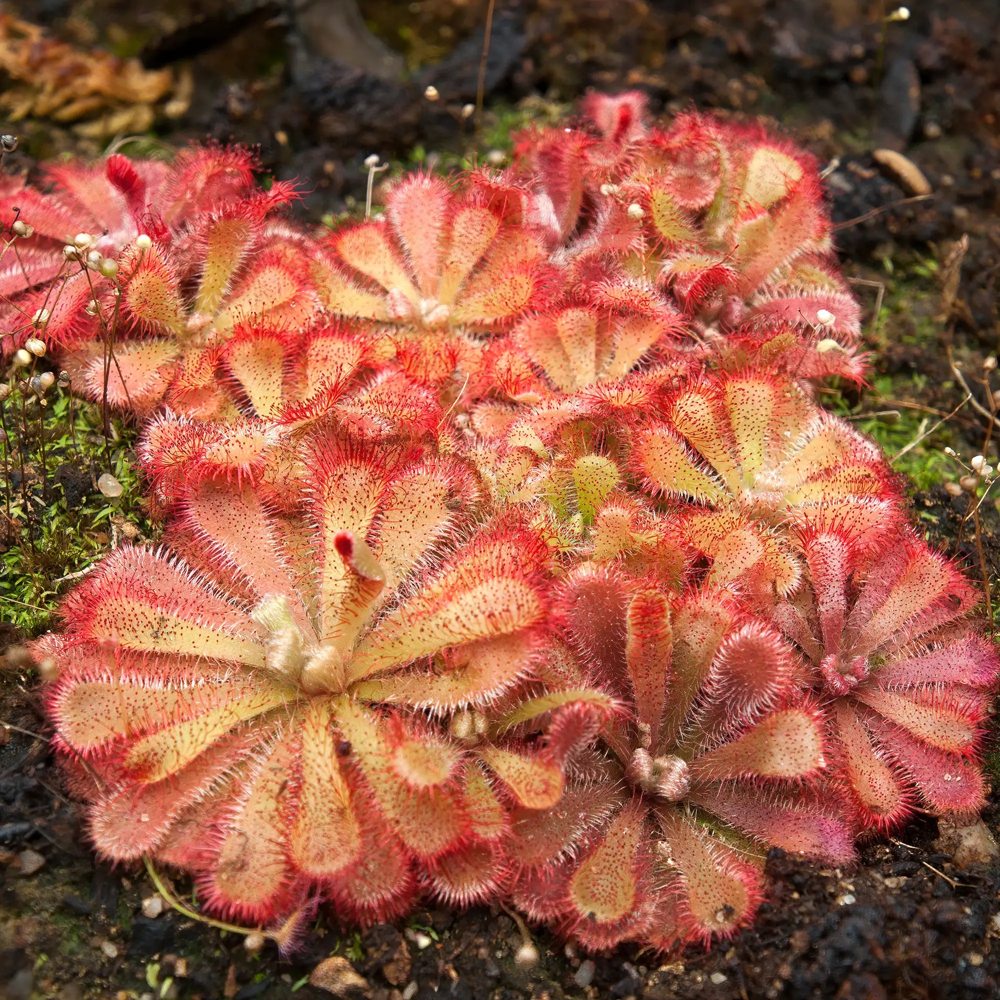 A cluster of red-and-cream sundews with prominent sticky tentacles, growing in a garden soil and moss environment.